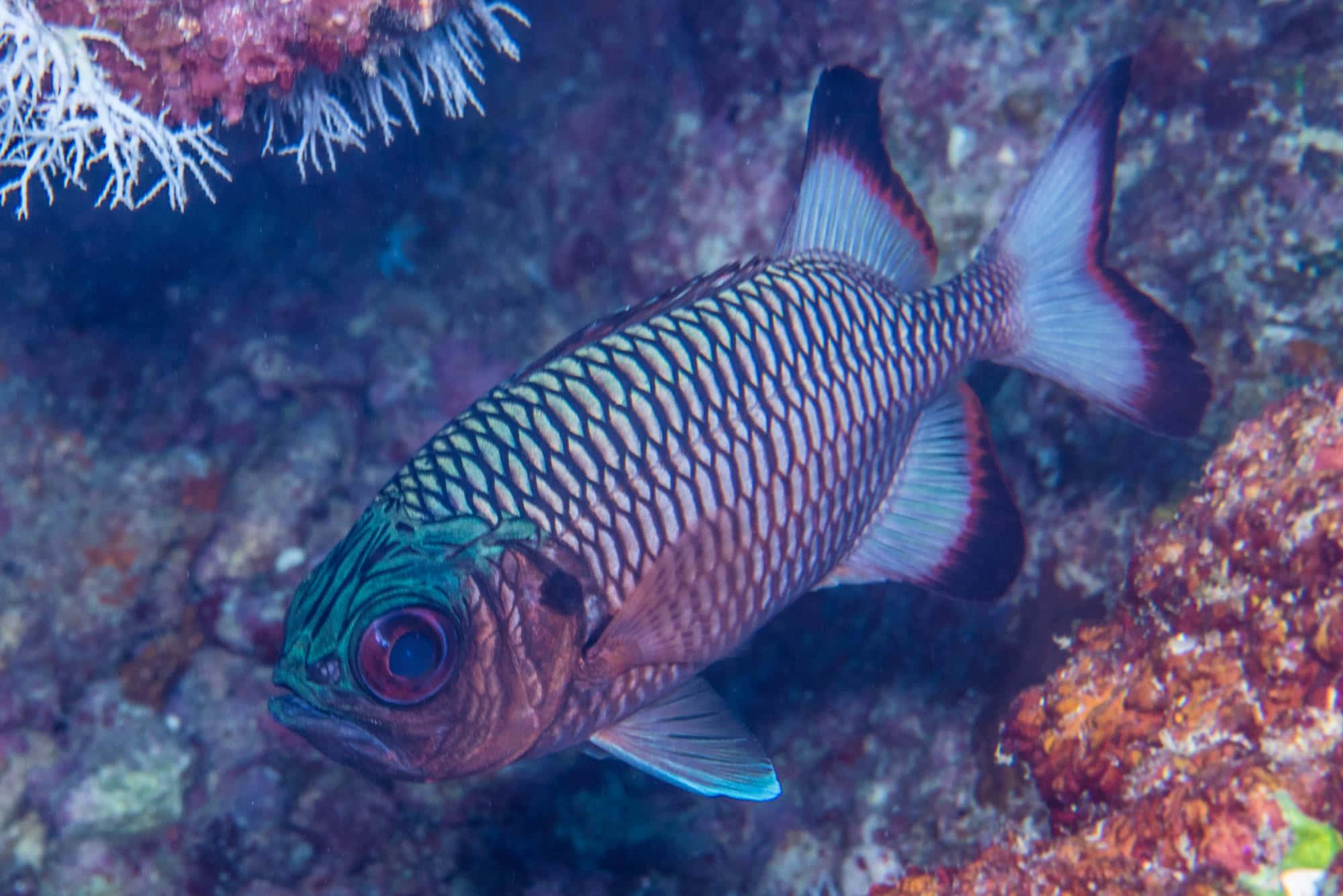 Soldierfish, iridescent scales, red eyes, Full HD Desktop Wallpaper