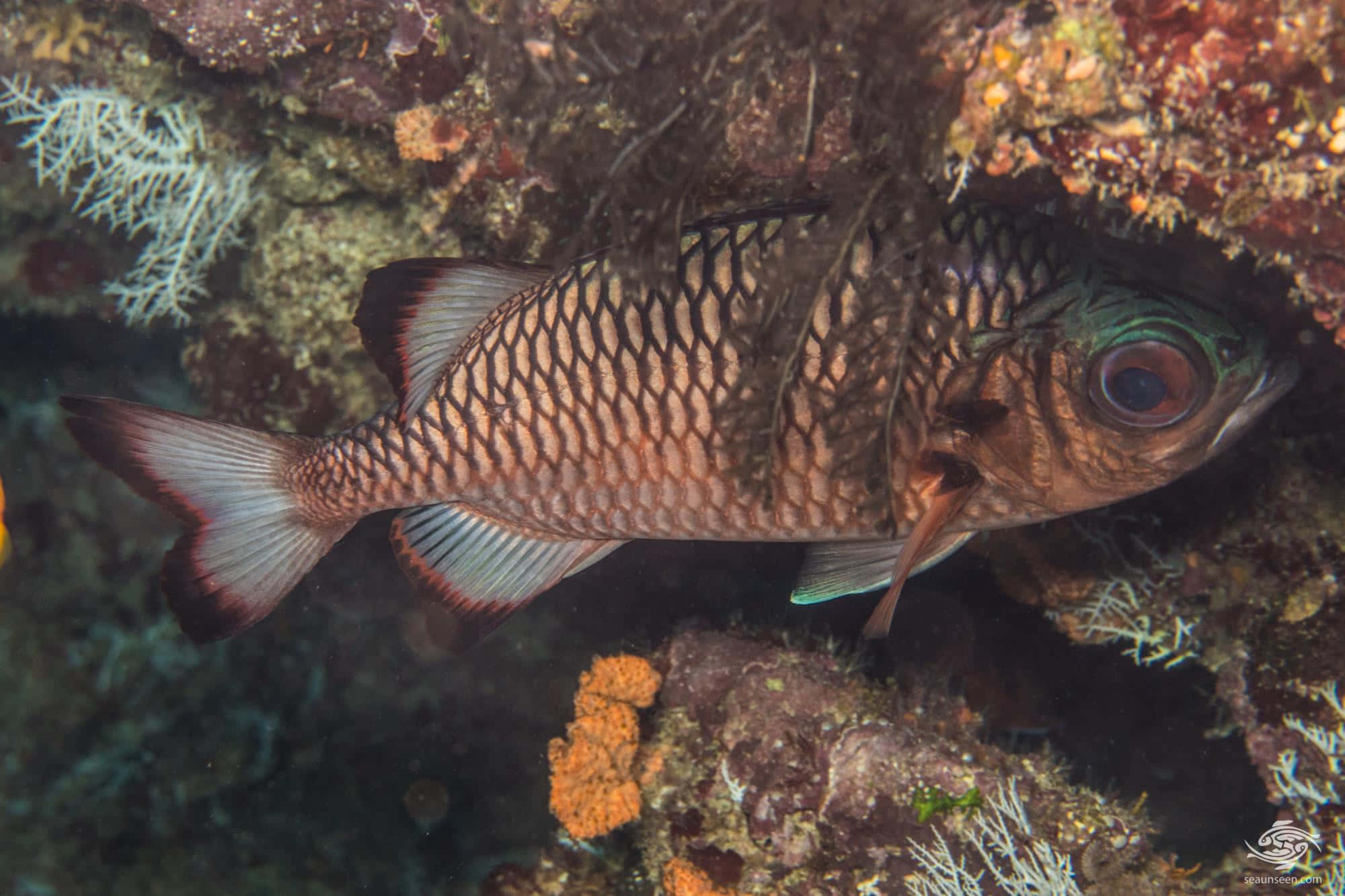 Soldierfish, coral reef habitat, striped fish, Full HD Desktop Wallpaper