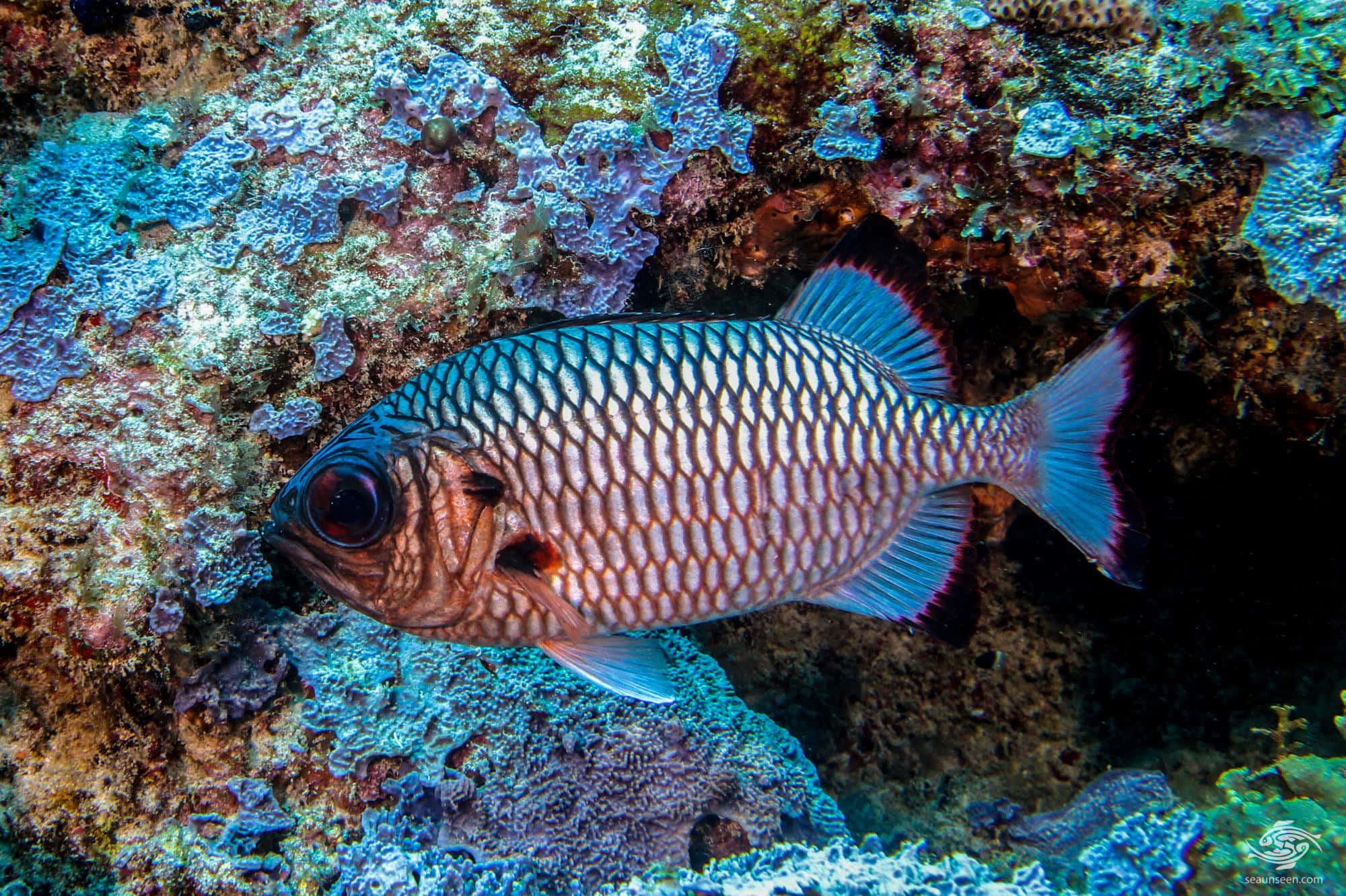 Soldierfish, coral reef, blue, Full HD Desktop Wallpaper