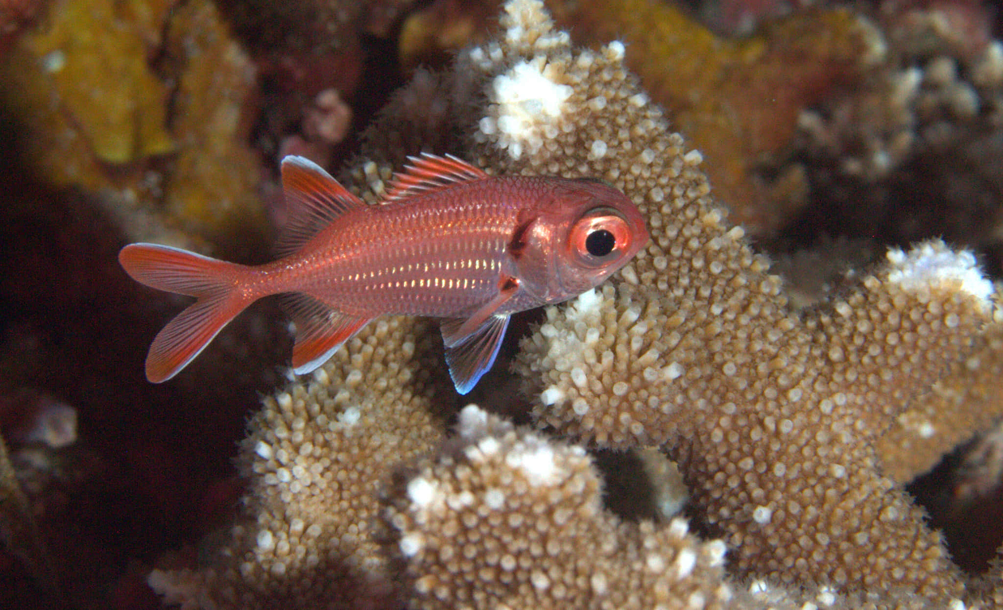 Red Soldierfish, coral reef, vibrant red, Full HD Desktop Wallpaper