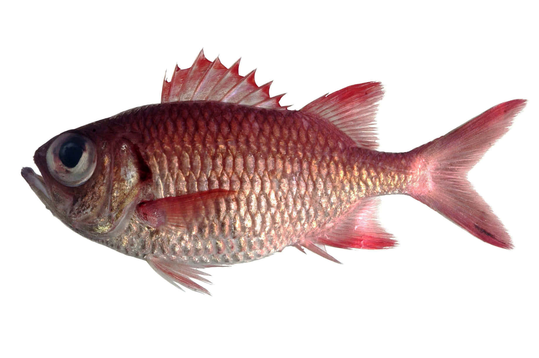 vibrant soldierfish, coral reefs, vibrant red fish, HD Desktop Wallpaper