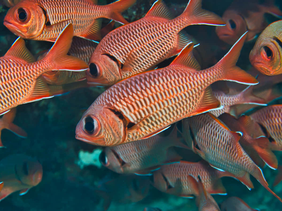 Soldierfish, orange and white striped, clear blue-green underwater, SD Desktop Wallpaper
