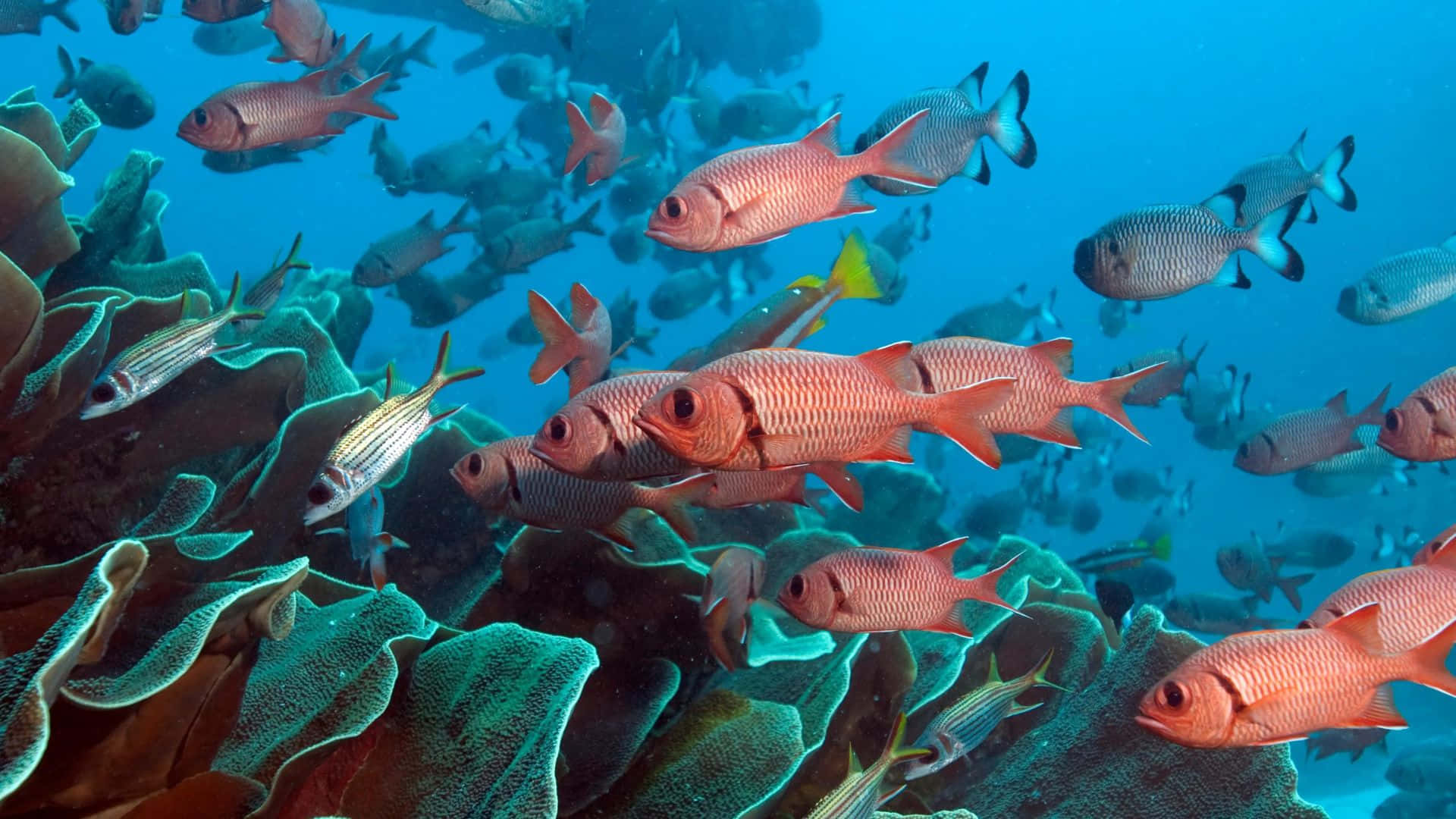 Soldierfish, pink and silver fish, textured coral formations, Full HD Desktop Wallpaper