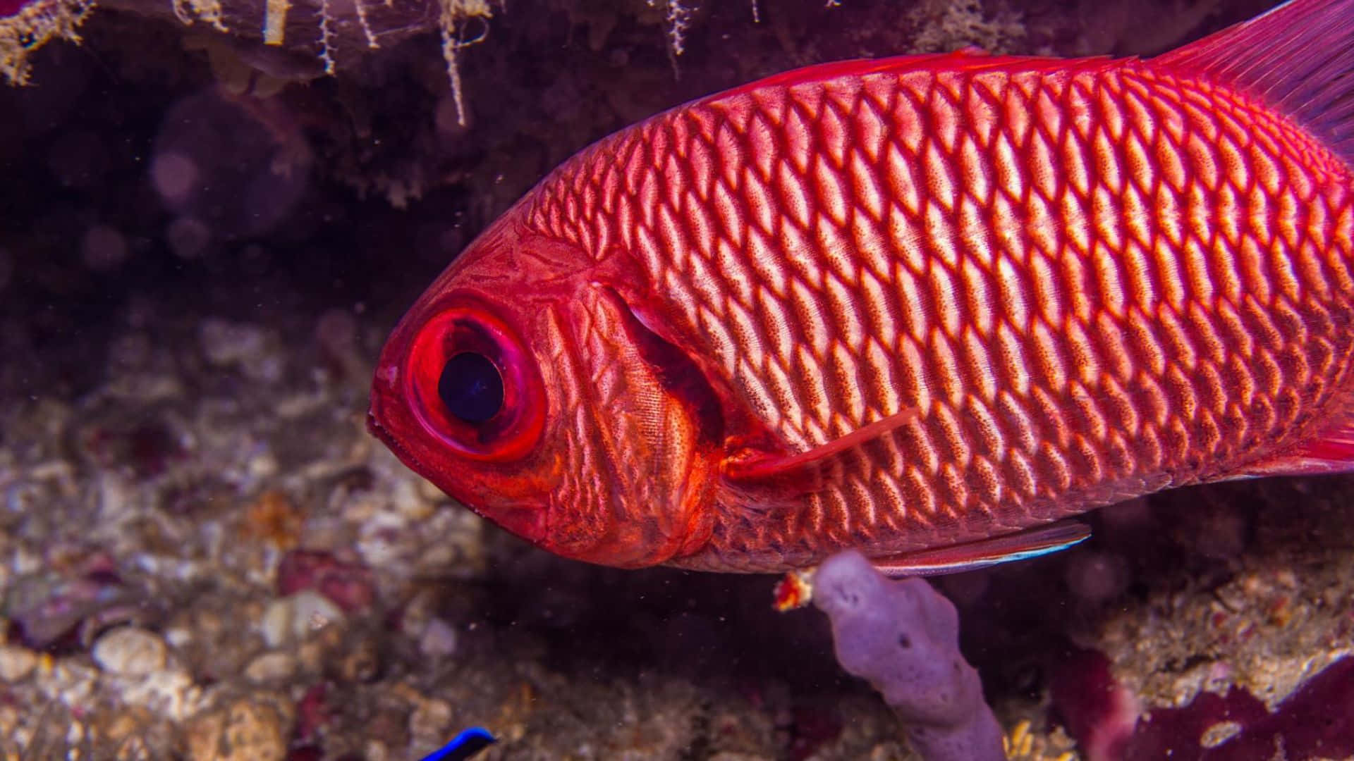 Soldierfish, vibrant coral reef, vibrant red fish, Full HD Desktop Wallpaper
