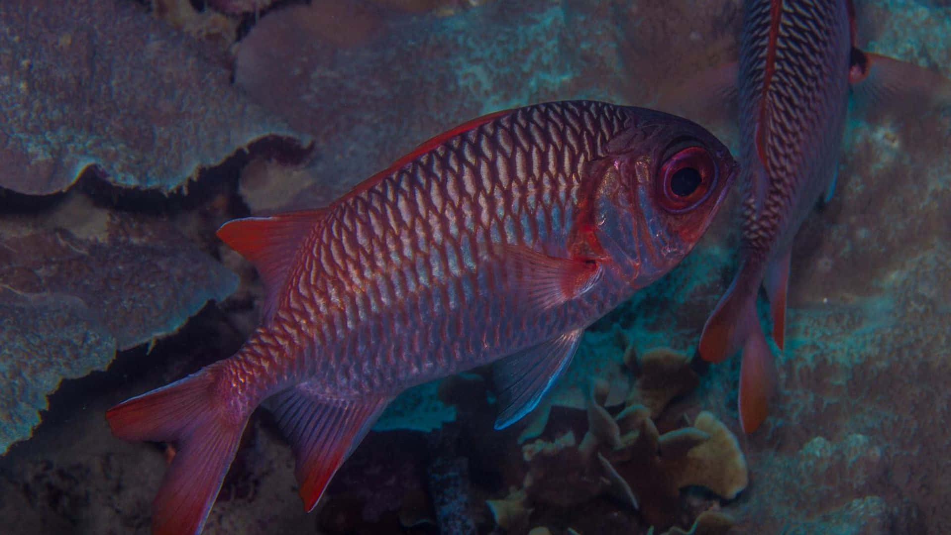 Red Soldierfish, underwater scene, textured coral, Full HD Desktop Wallpaper
