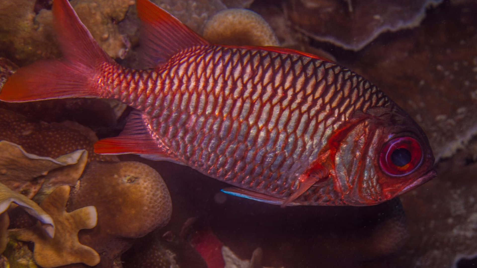 Soldierfish, blue depths, vibrant red fish, Full HD Desktop Wallpaper