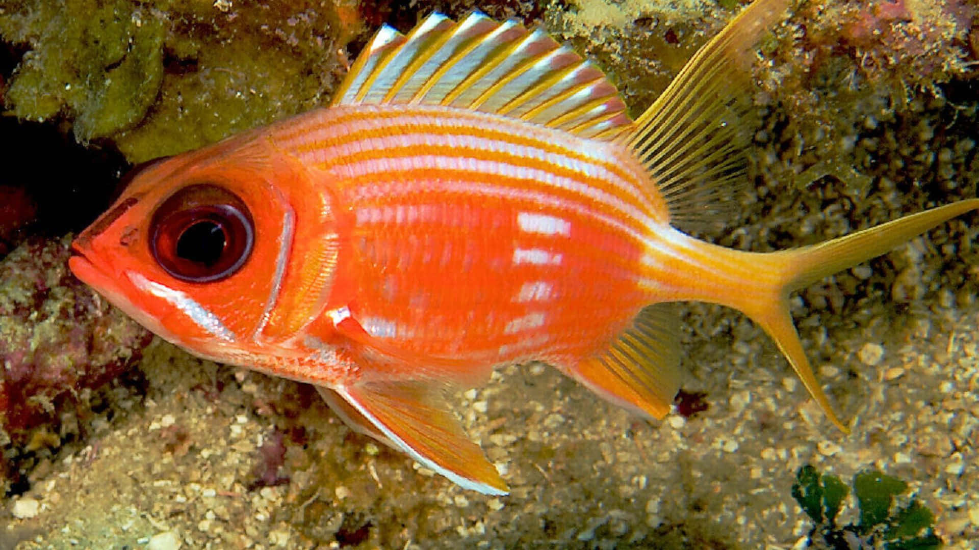 Vibrant Soldierfish, orange fish, white stripes, Full HD Desktop Wallpaper