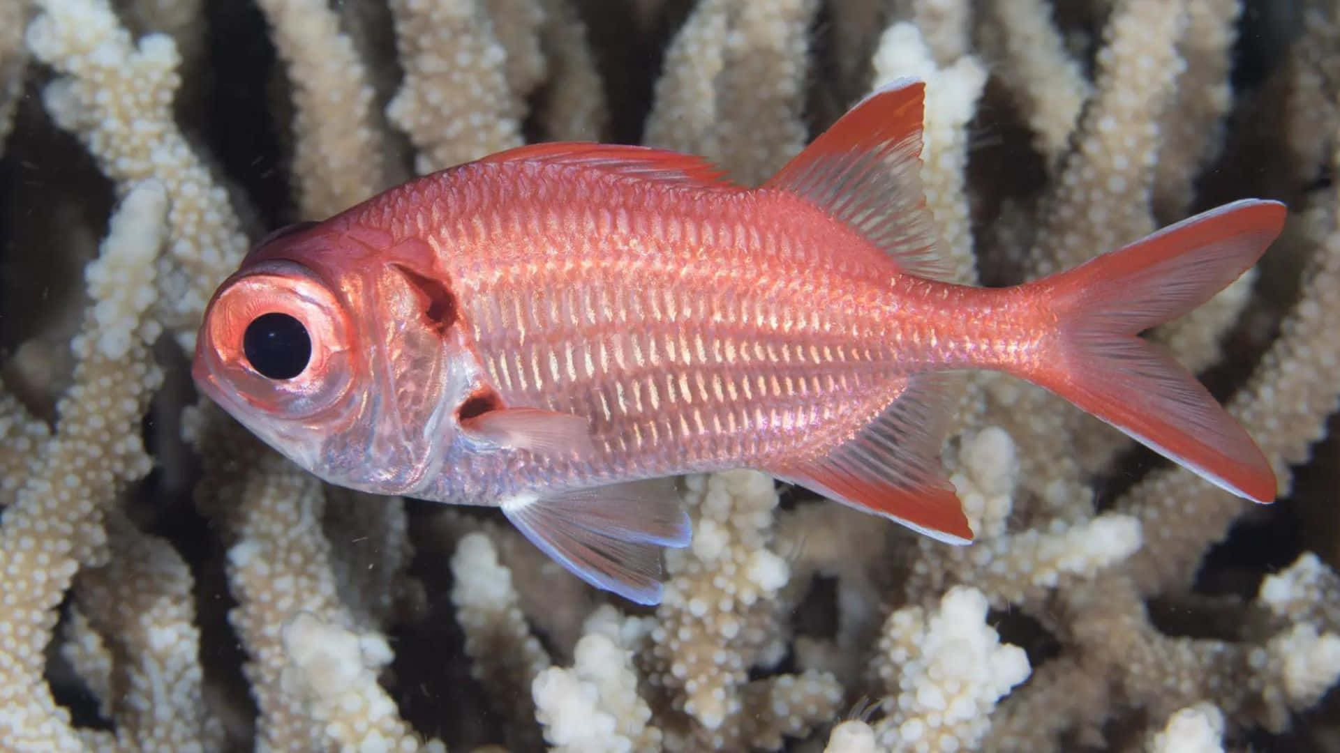 Soldierfish, vibrant red fish, large black eyes, Full HD Desktop Wallpaper