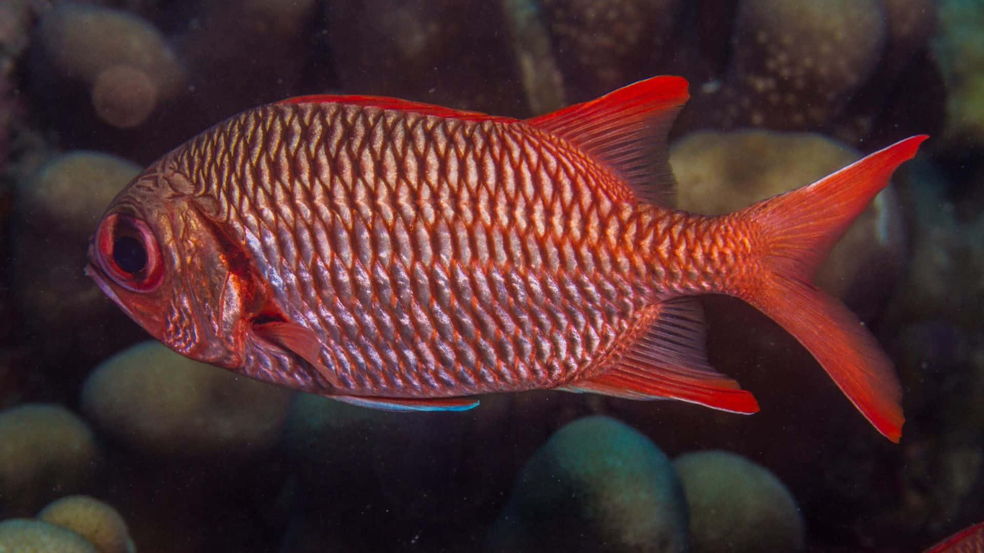 vibrant red soldierfish, textured scales, flowing fins, Full HD Desktop Wallpaper