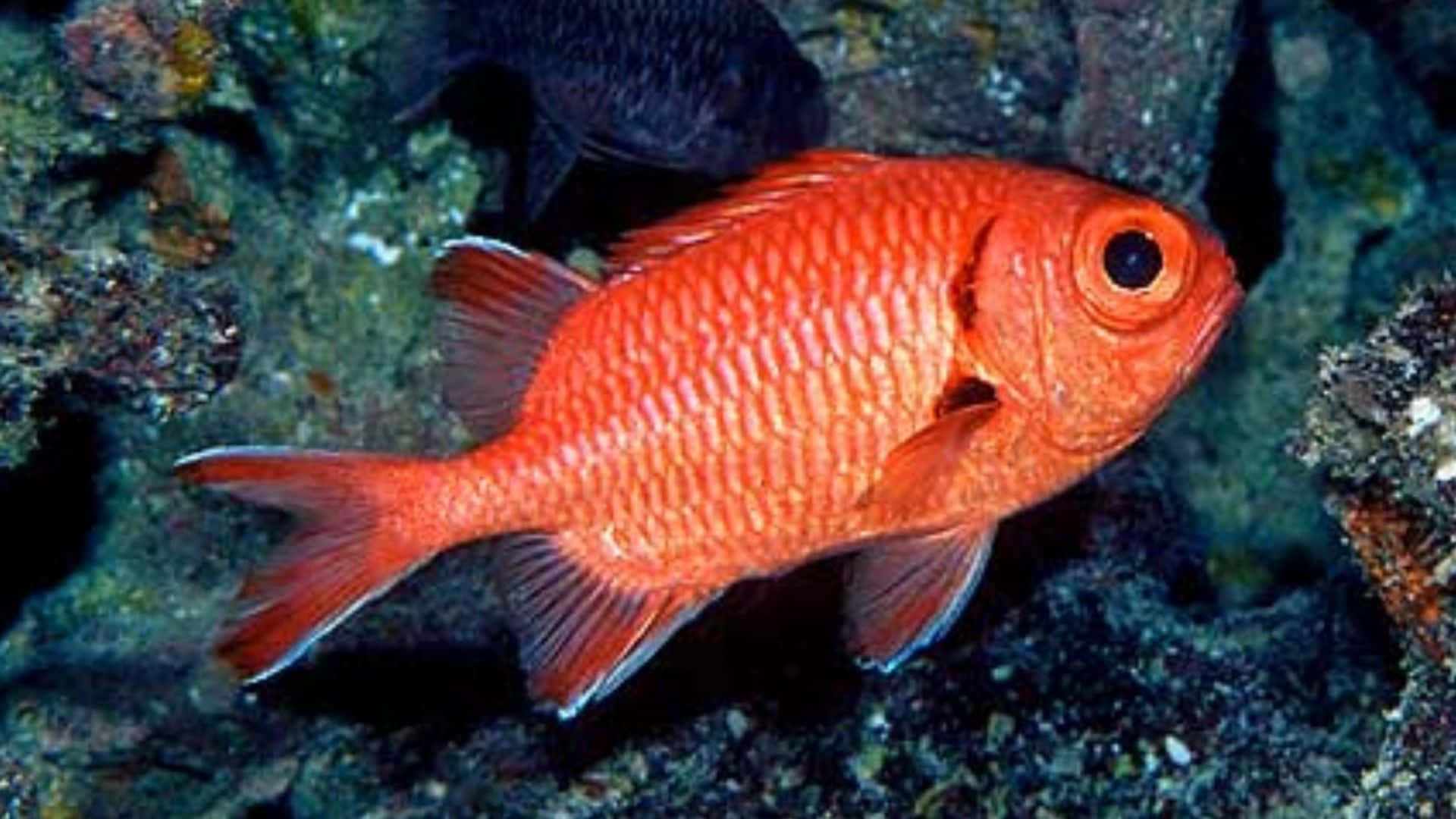 Soldierfish, orange fish, textured scales, Full HD Desktop Wallpaper