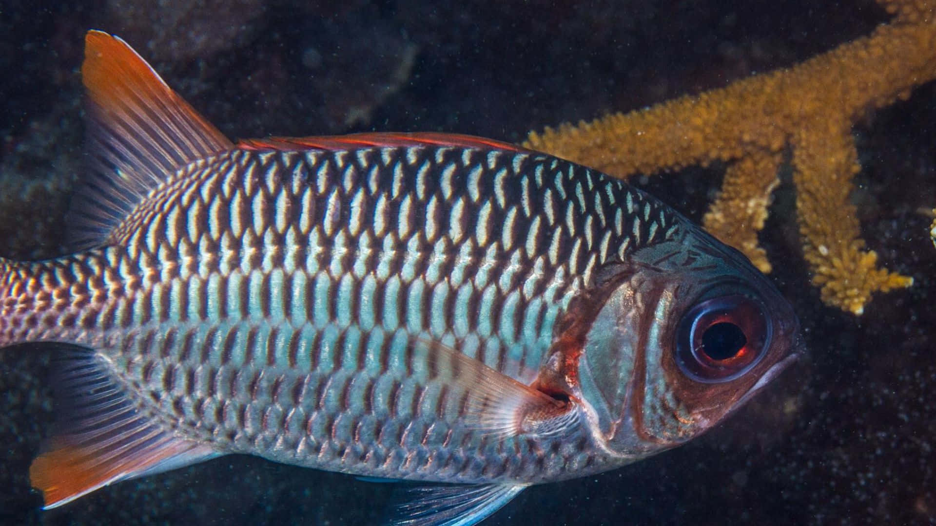 Soldierfish, silver and blue scales, orange fins, Full HD Desktop Wallpaper