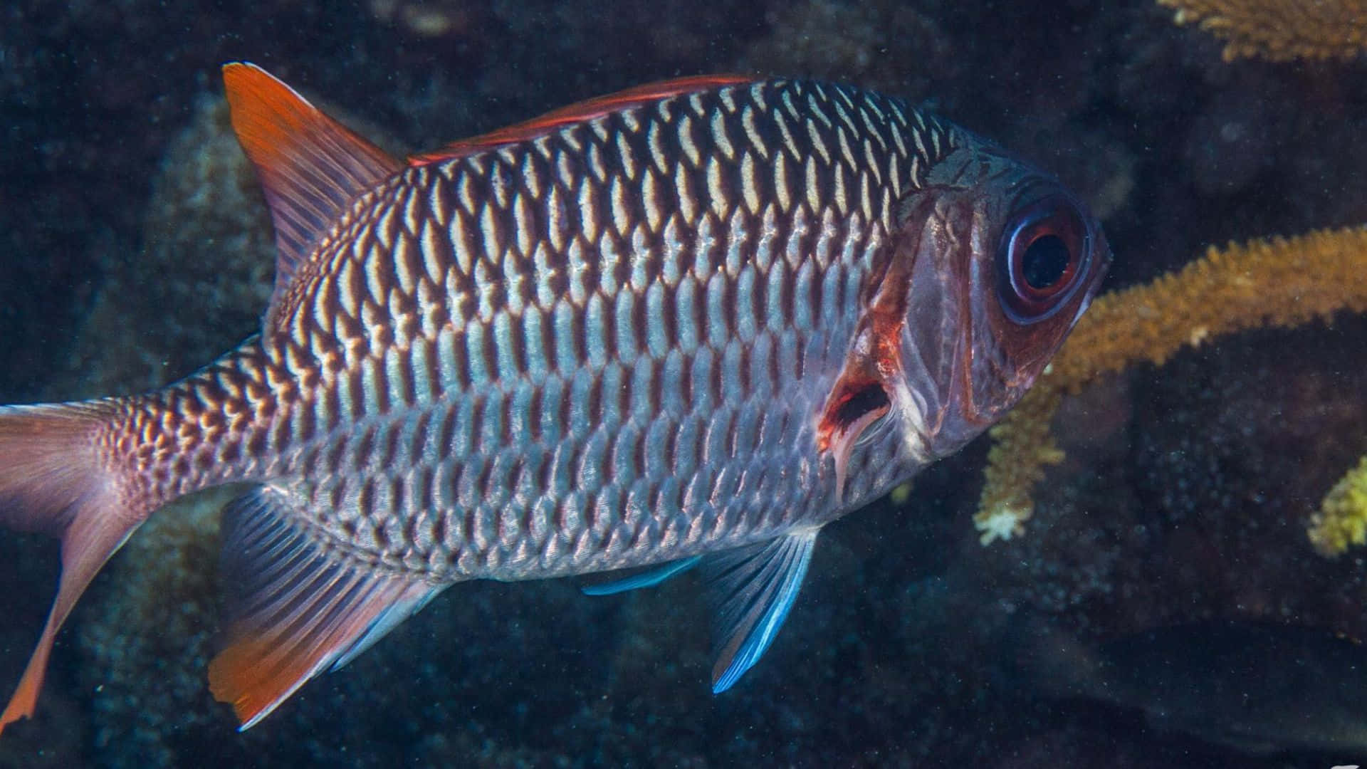 Soldierfish, silver and orange scales, coral, Full HD Desktop Wallpaper