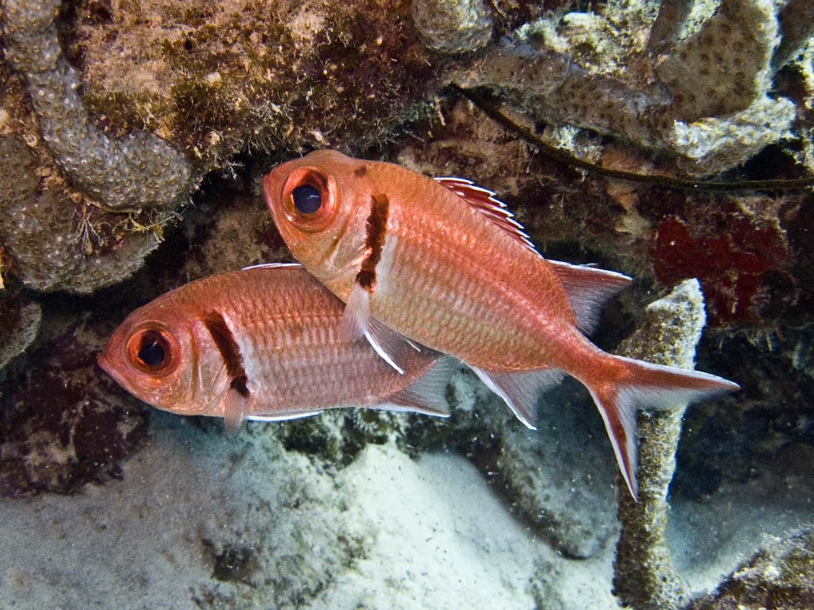 Soldierfish, vibrant orange, black stripes, HD Desktop Wallpaper