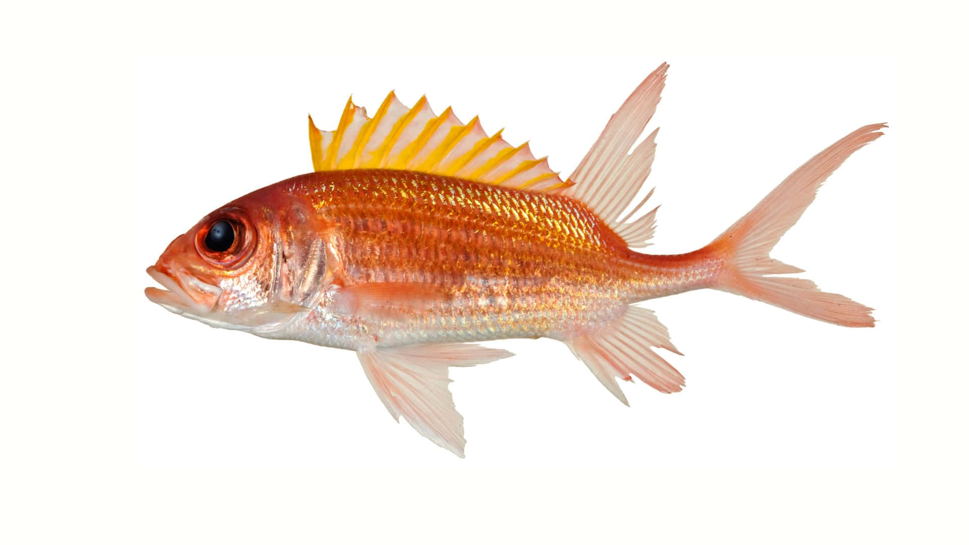 vibrant orange fish, spiky yellow dorsal fin, plain white background, Full HD Desktop Wallpaper