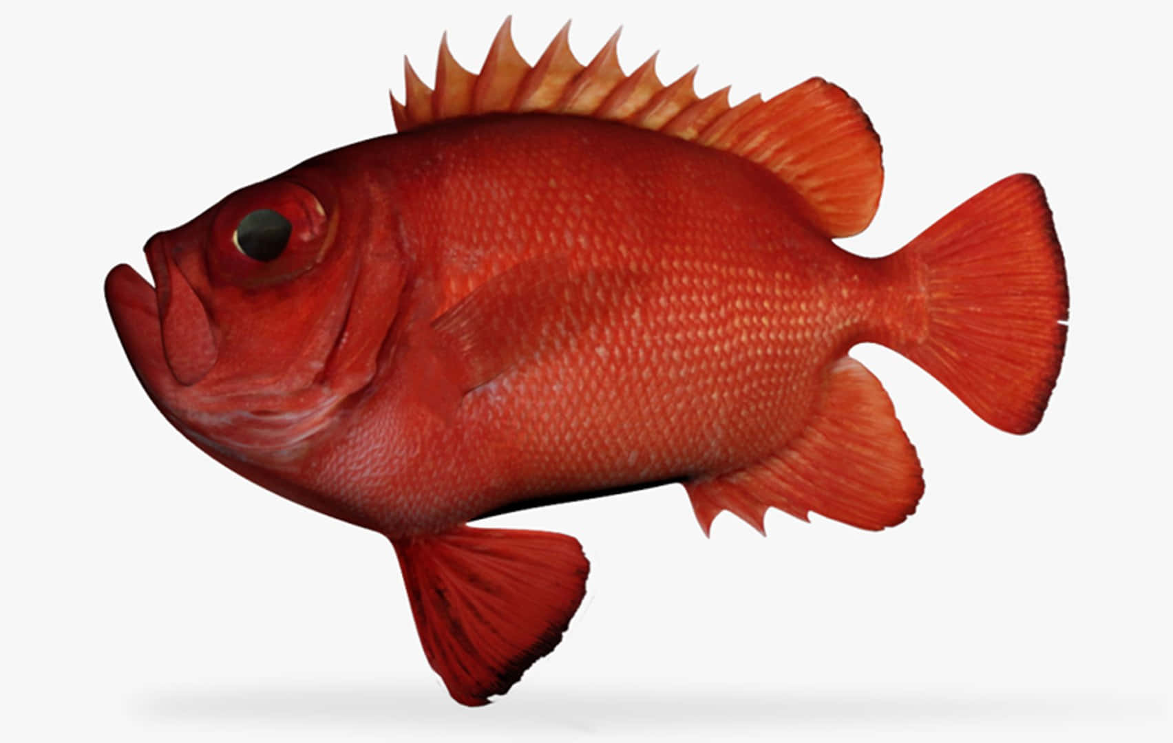 vibrant red soldierfish, spiky dorsal fin, textured scales, HD Desktop Wallpaper