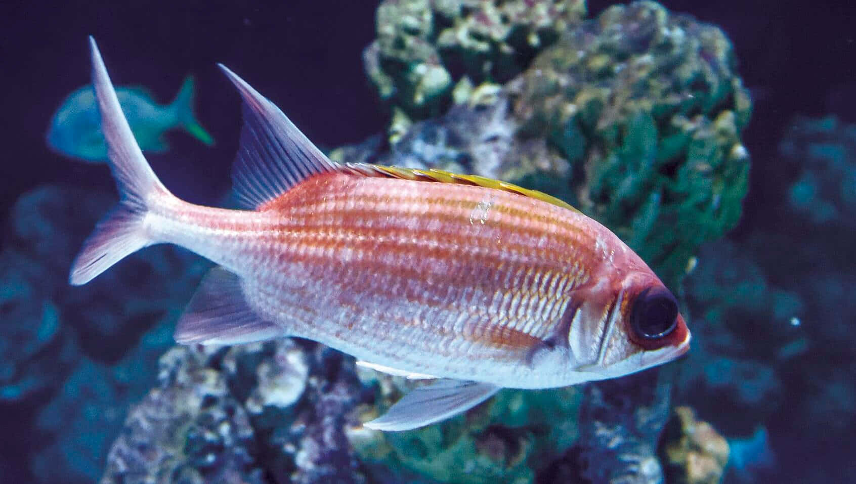 Vibrant Soldierfish, red and silver fish, yellow dorsal stripe, HD Desktop Wallpaper