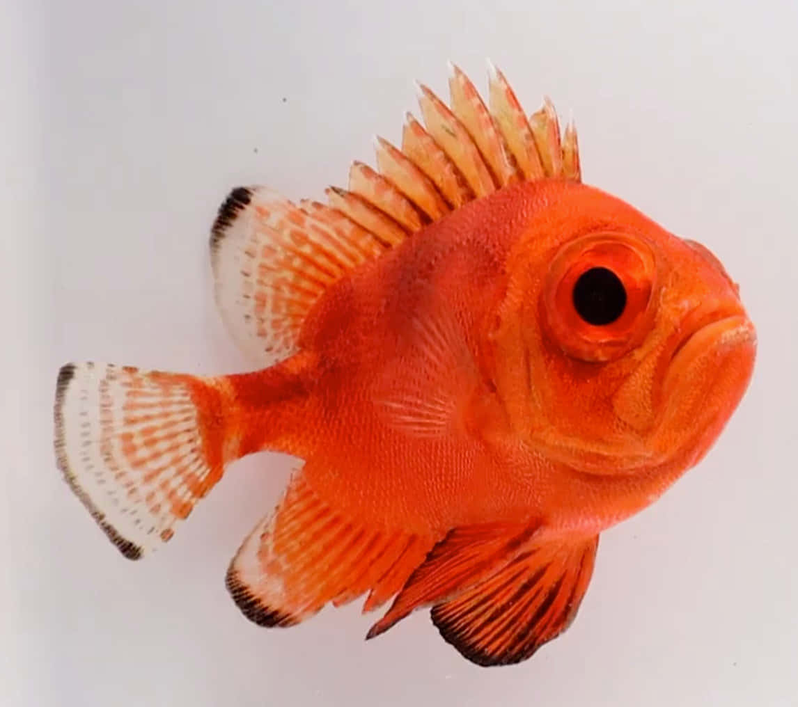 vibrant red soldierfish, vibrant orange fish, spiky fins, SD Desktop Wallpaper