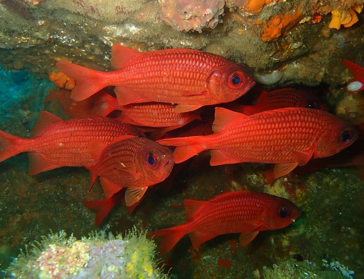 Soldierfish, vibrant red fish, blue eyes, SD Desktop Wallpaper