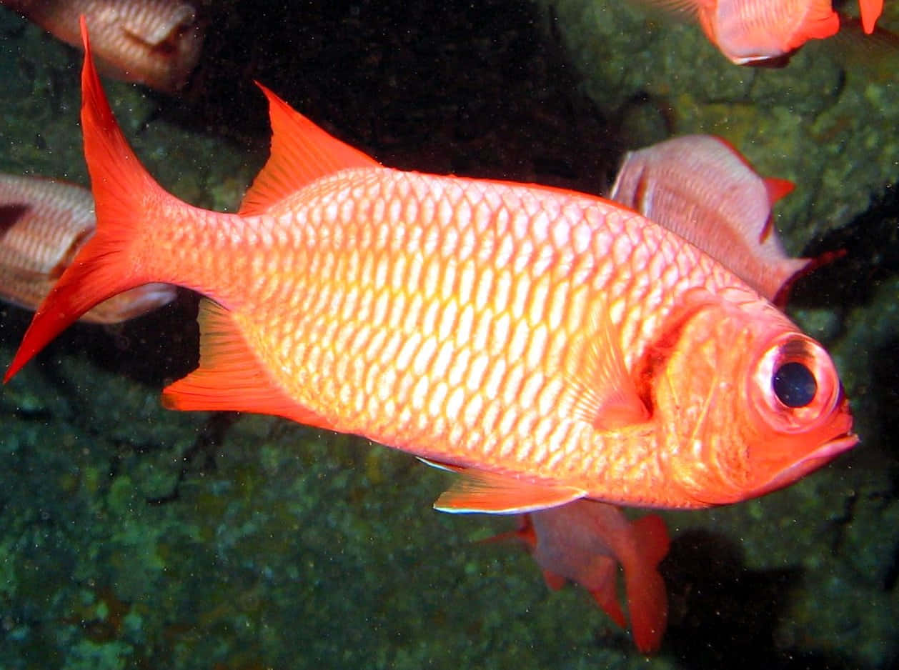 vibrant red soldierfish, rocky underwater terrain, textured scales, SD Desktop Wallpaper