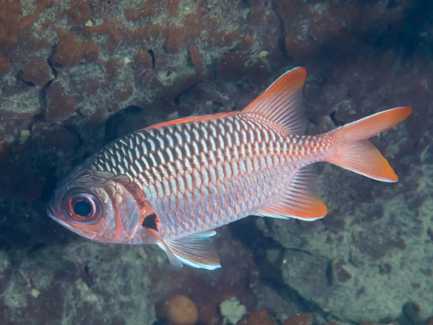 Soldierfish, vibrant orange and silver, textured coral reef, HD Desktop Wallpaper