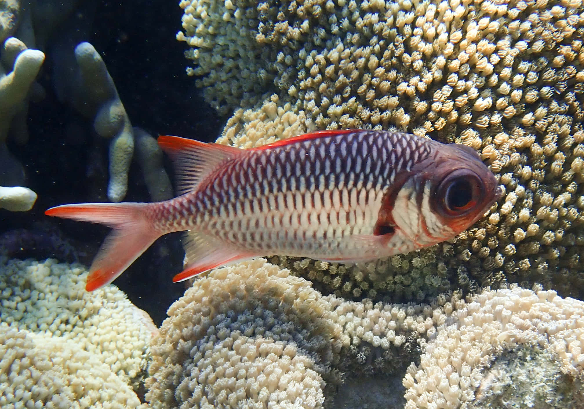 Red Soldierfish, coral reef, vibrant red, Full HD Desktop Wallpaper