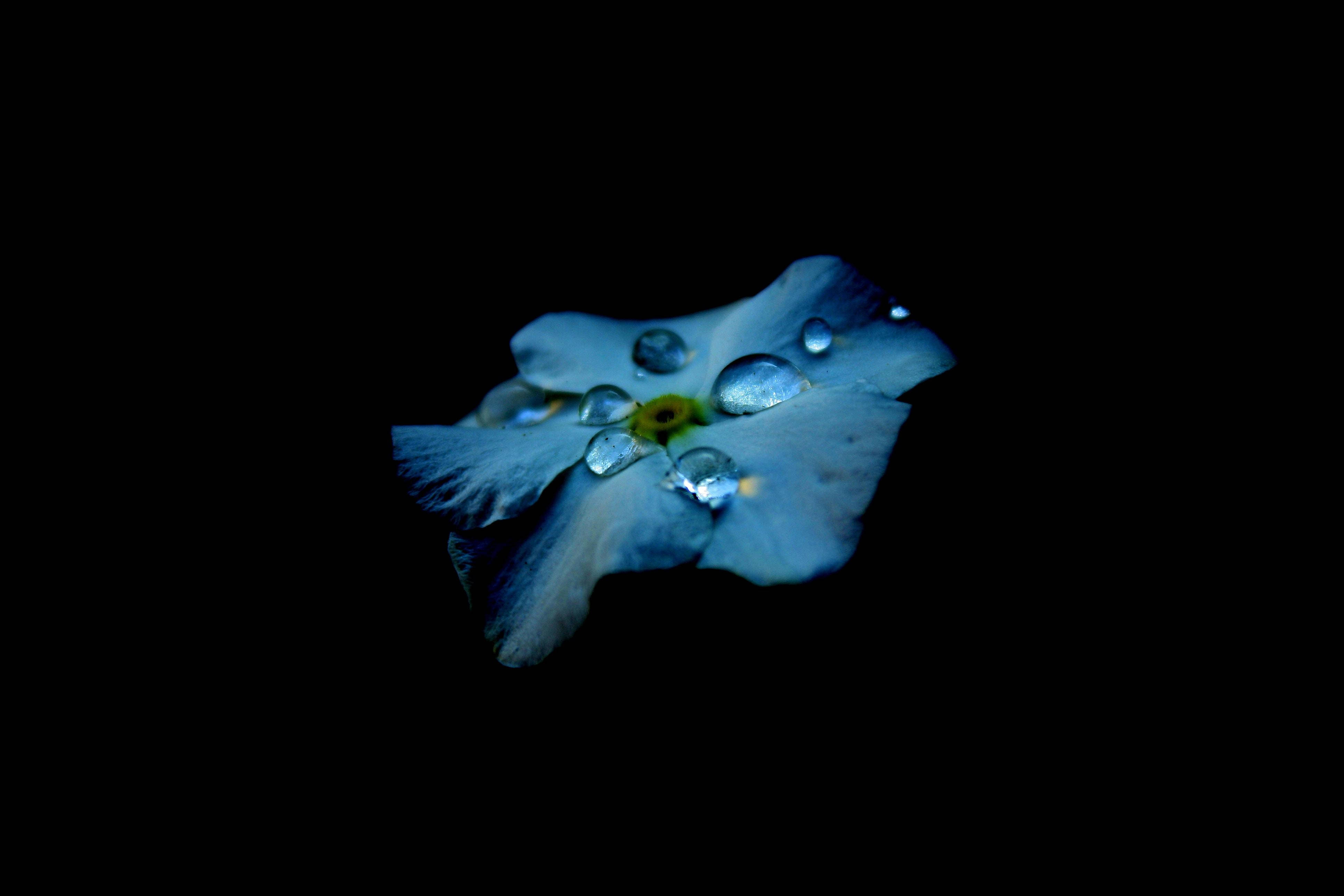 Solid Black 4K, blue flower, glistening water droplets, 4K Desktop Wallpaper