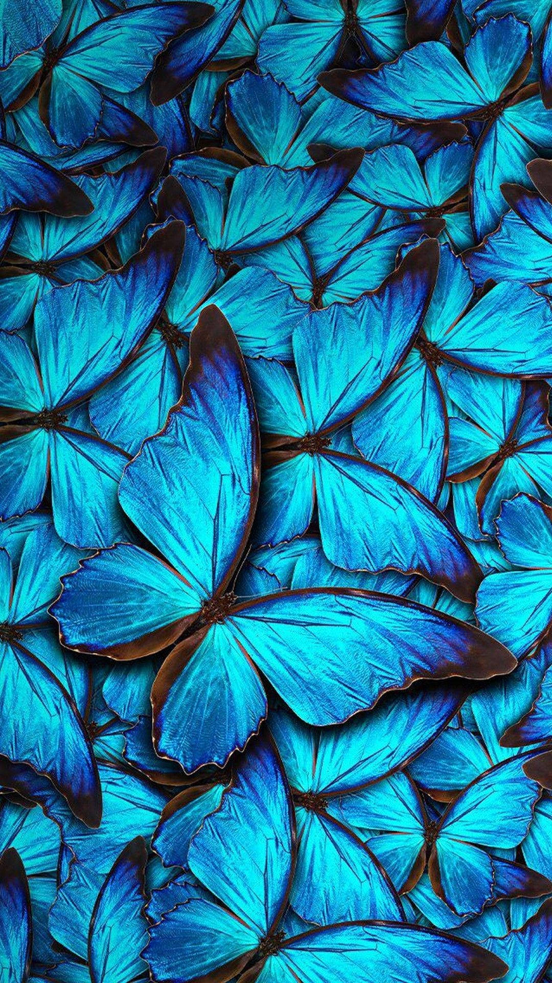 Dark Blue iPhone, iridescent blue morpho butterflies, dark brown edges, Full HD Phone Wallpaper