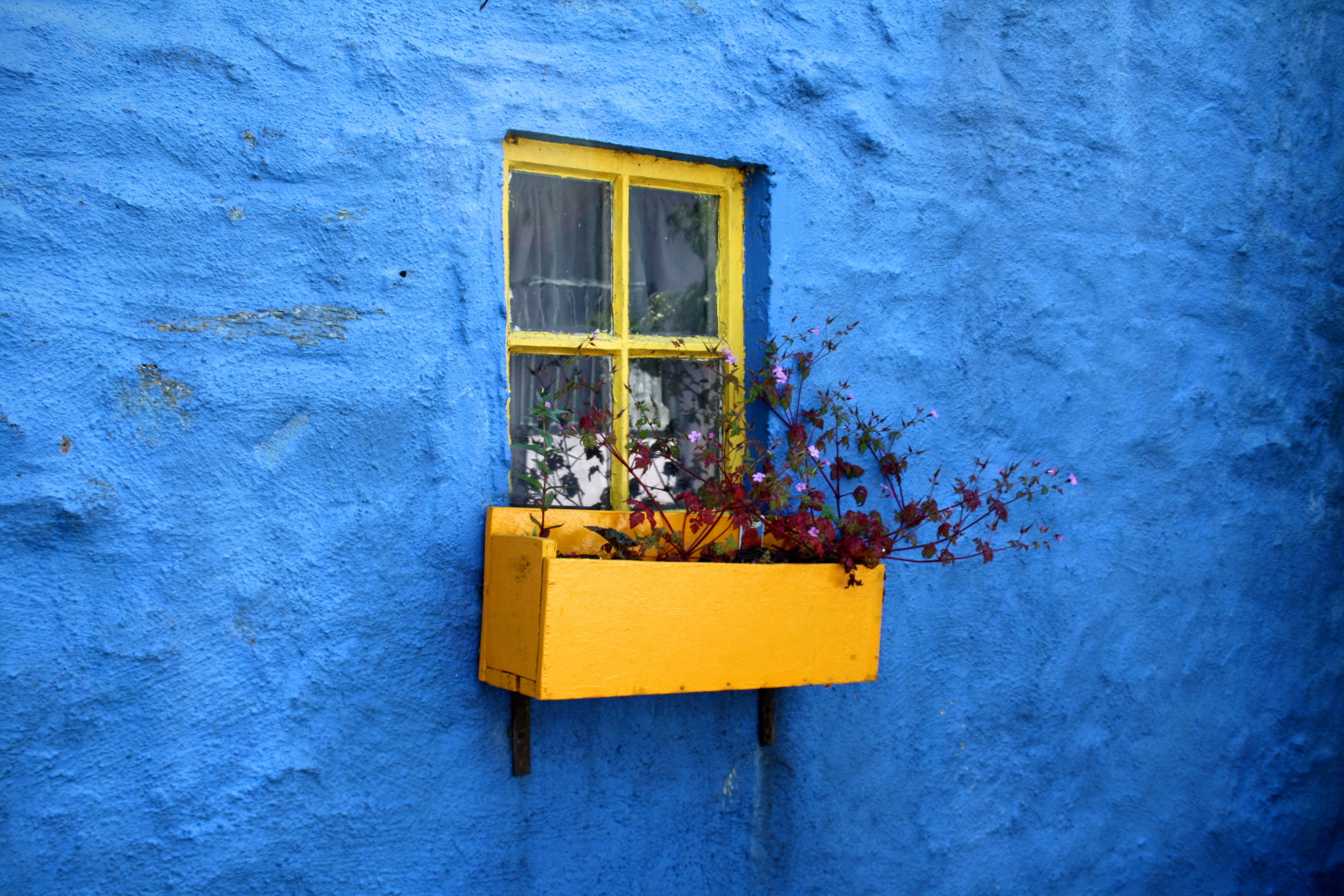 yellow window, purple flowers, vivid blue textured wall, 4K Desktop Wallpaper