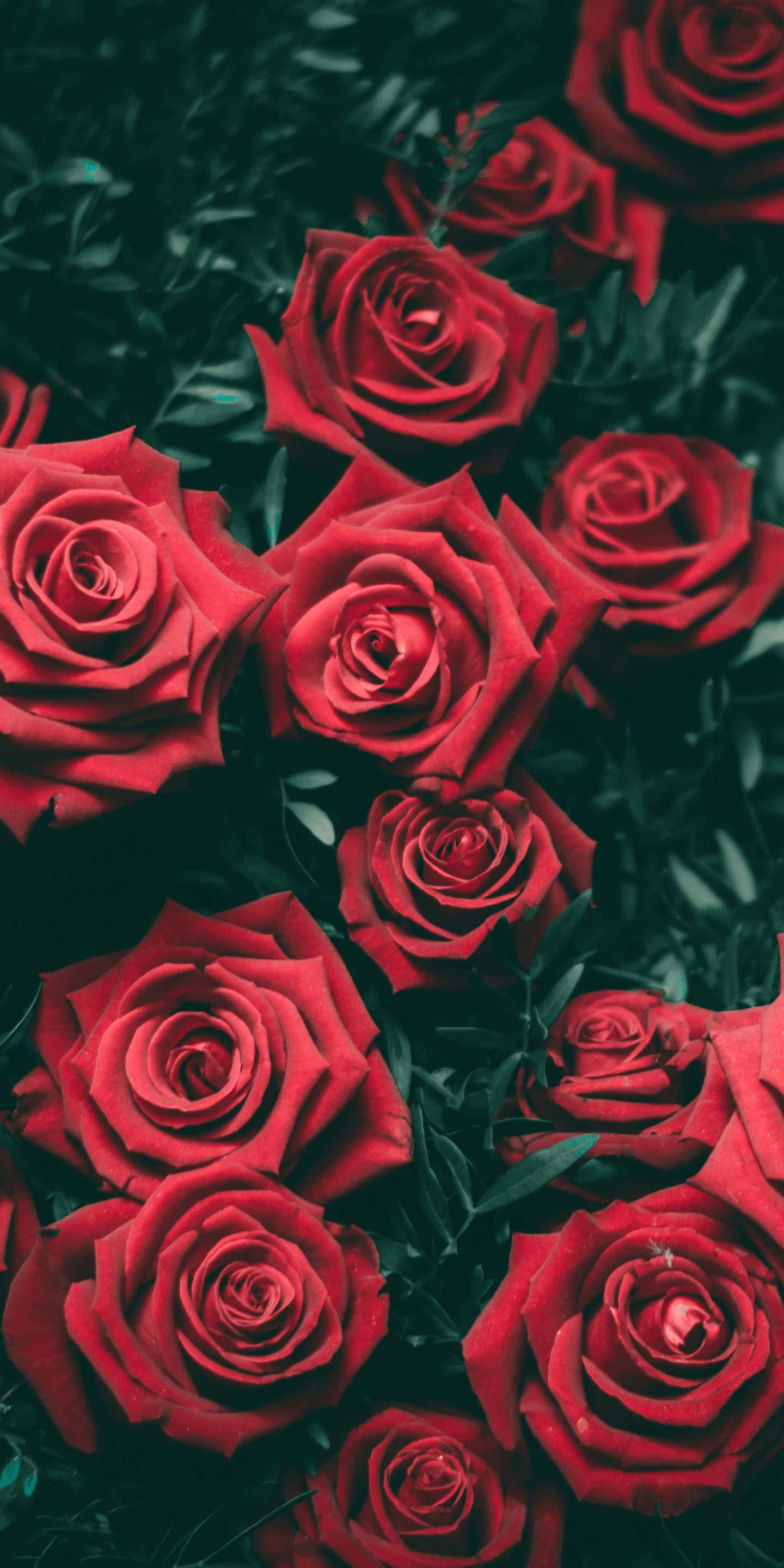 Vibrant red roses, deep green foliage, lush floral arrangement, 2K Phone Wallpaper