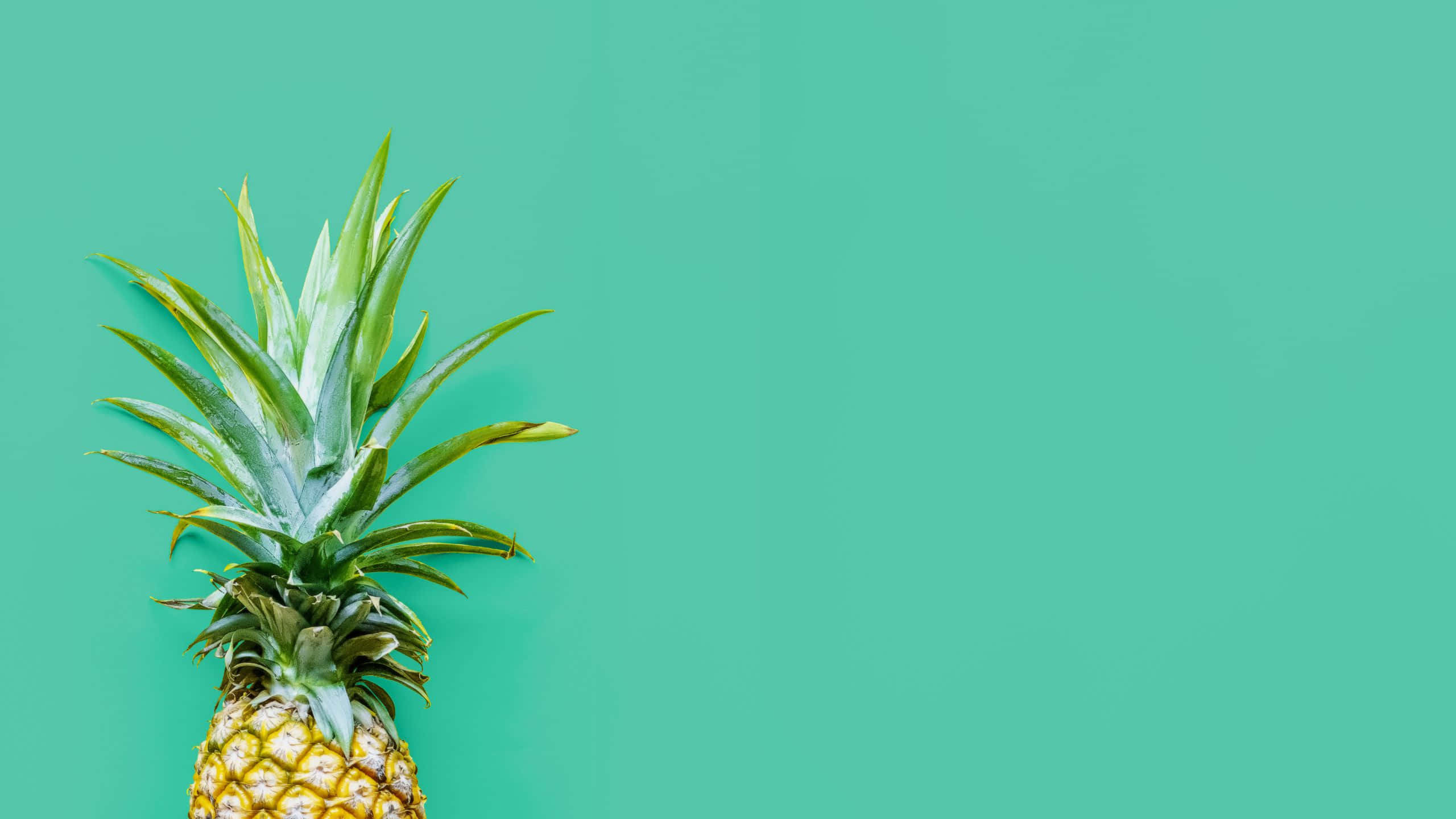 pineapple, spiky green leaves, turquoise background, 2K Desktop Wallpaper