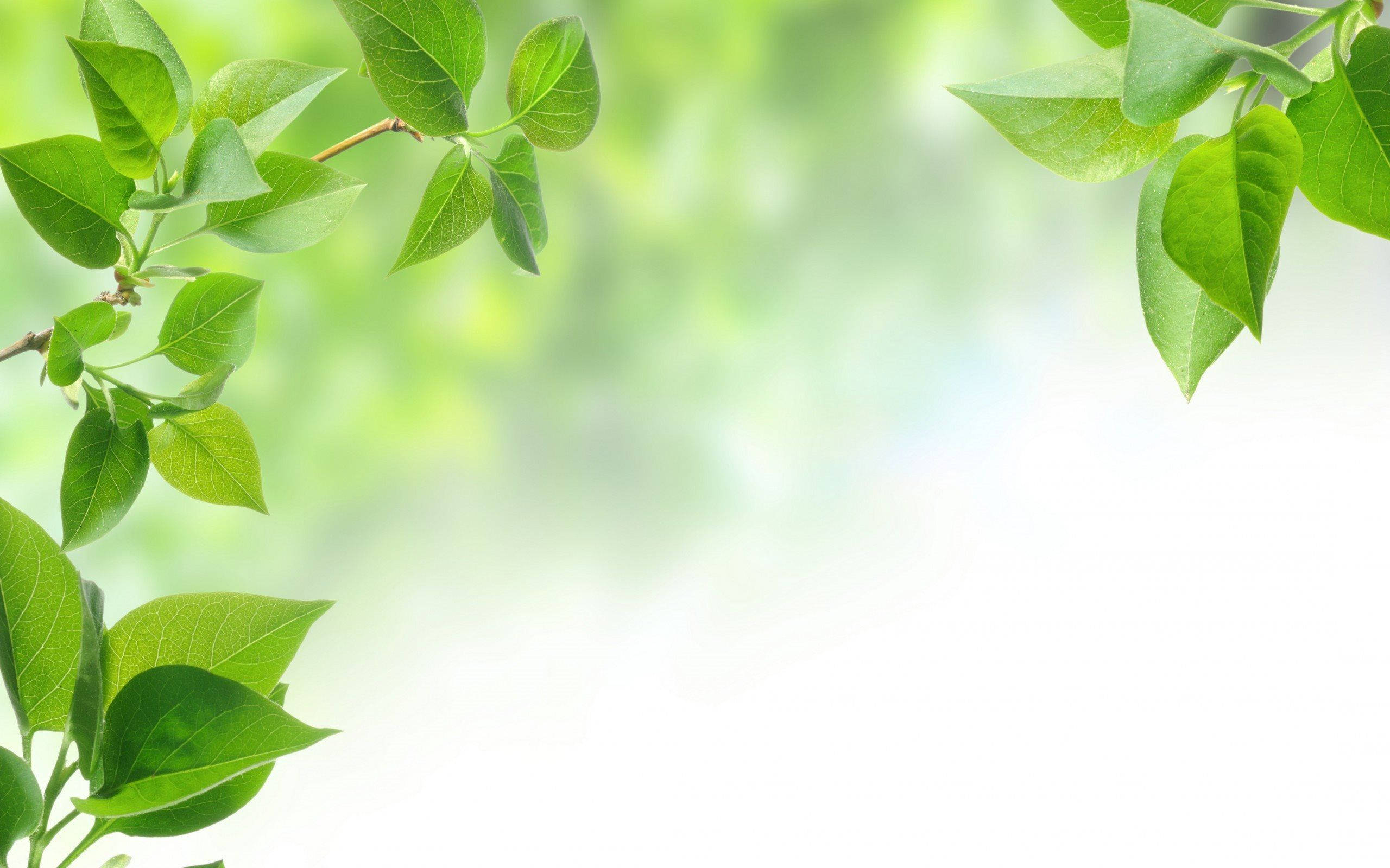 green leaves, bright soft-focus background, gentle light, 2K Desktop Wallpaper