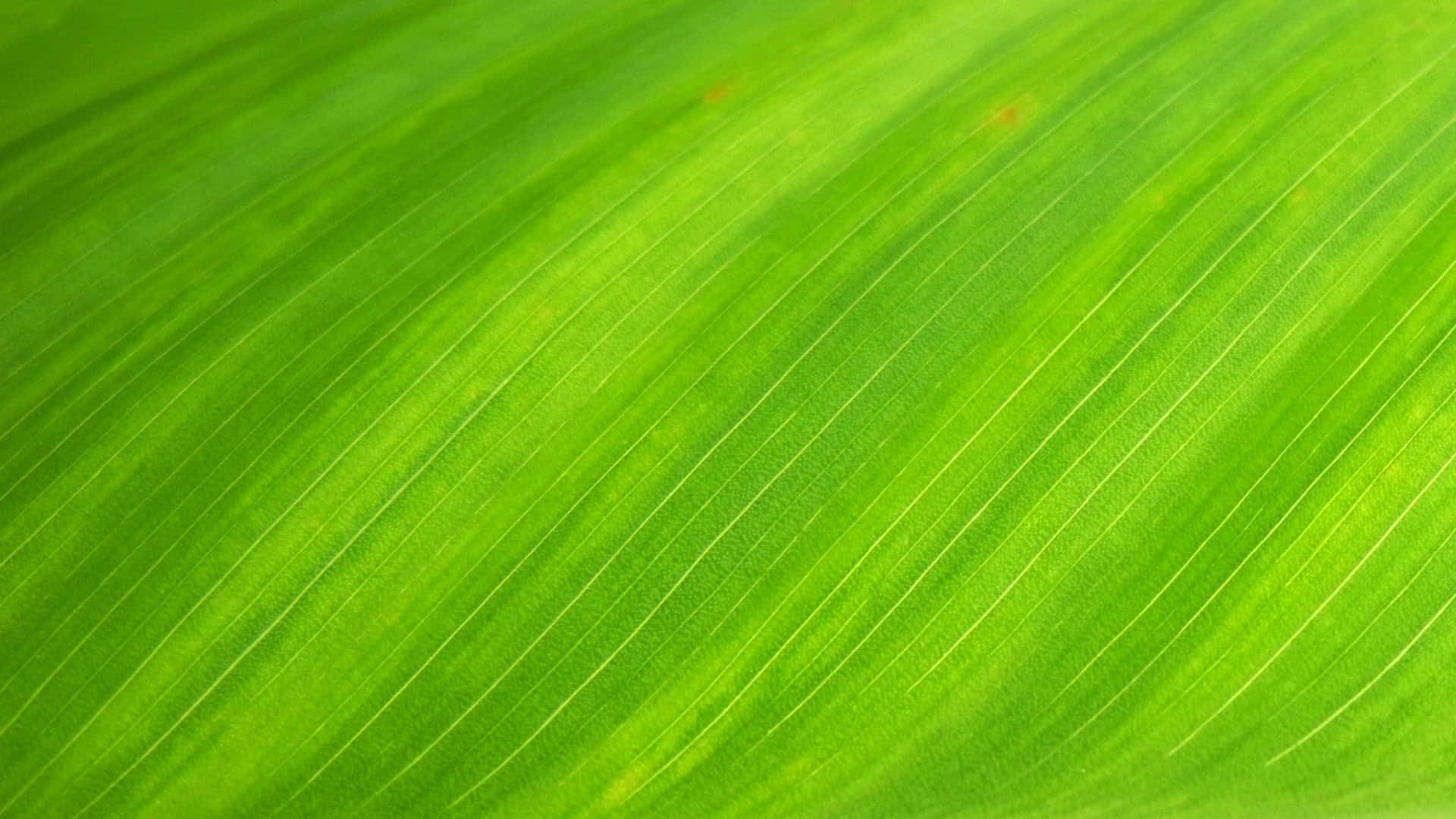 vibrant green leaf, diagonal veins, subtle yellow spots, Full HD Desktop Wallpaper