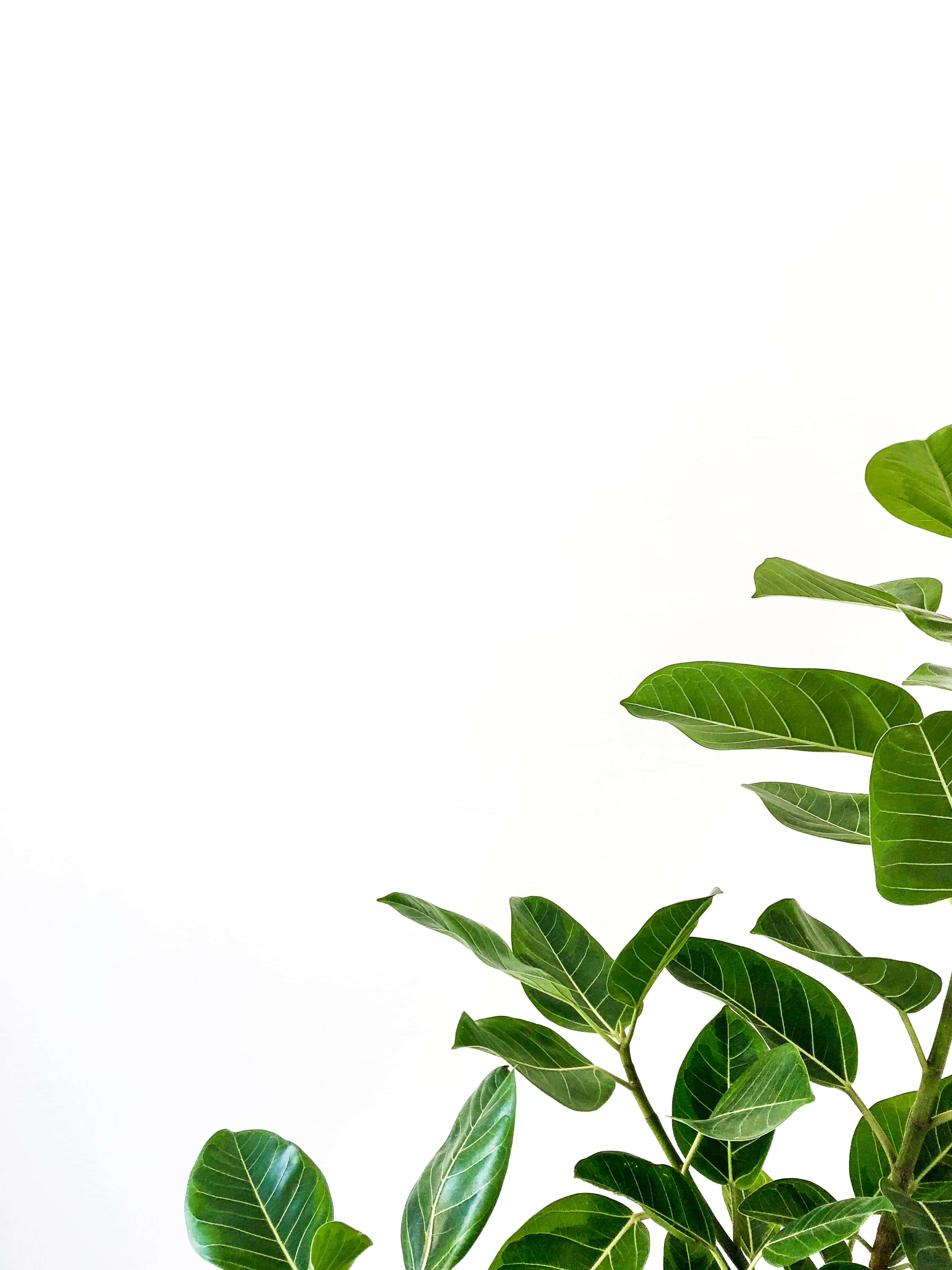 olive green iPhone, wooden background, vibrant green fig tree leaves, 2K Phone Wallpaper