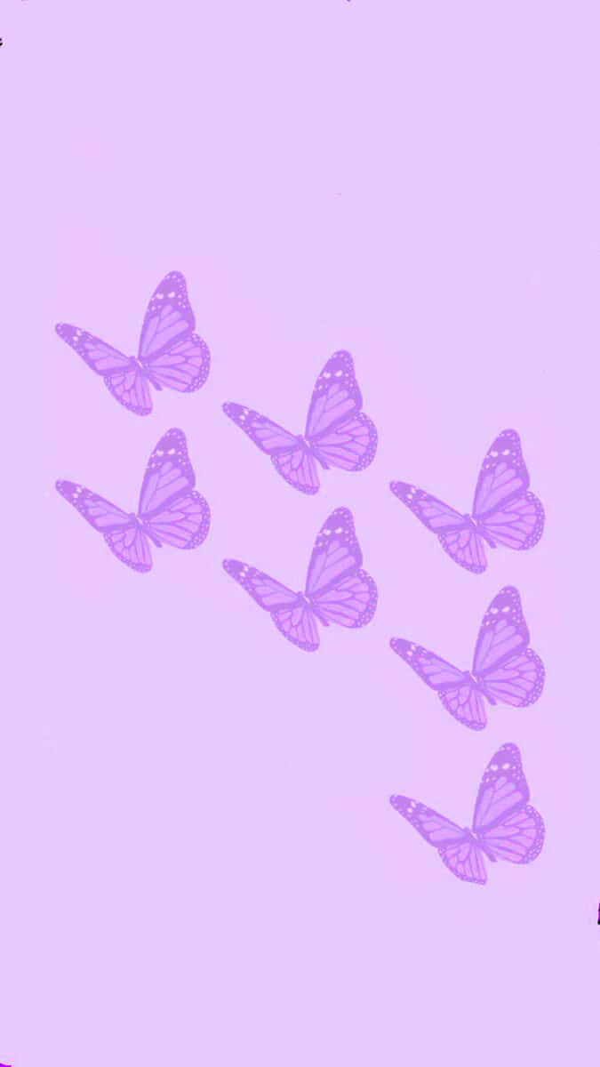 Solid Light Purple, purple butterflies, detailed wing patterns, SD Phone Wallpaper