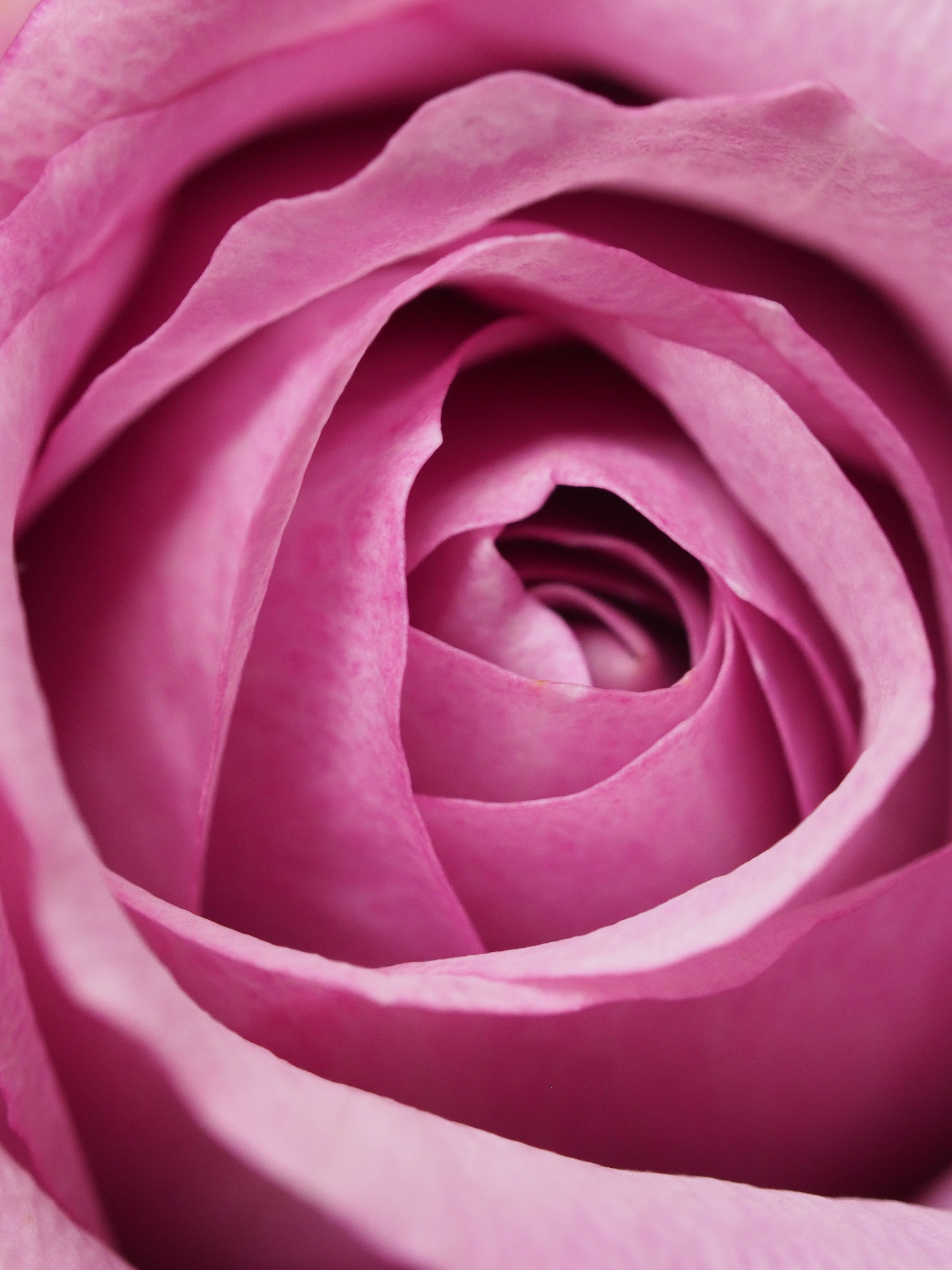 Solid Pastel Color, pink rose, vibrant pink, 4K Phone Wallpaper