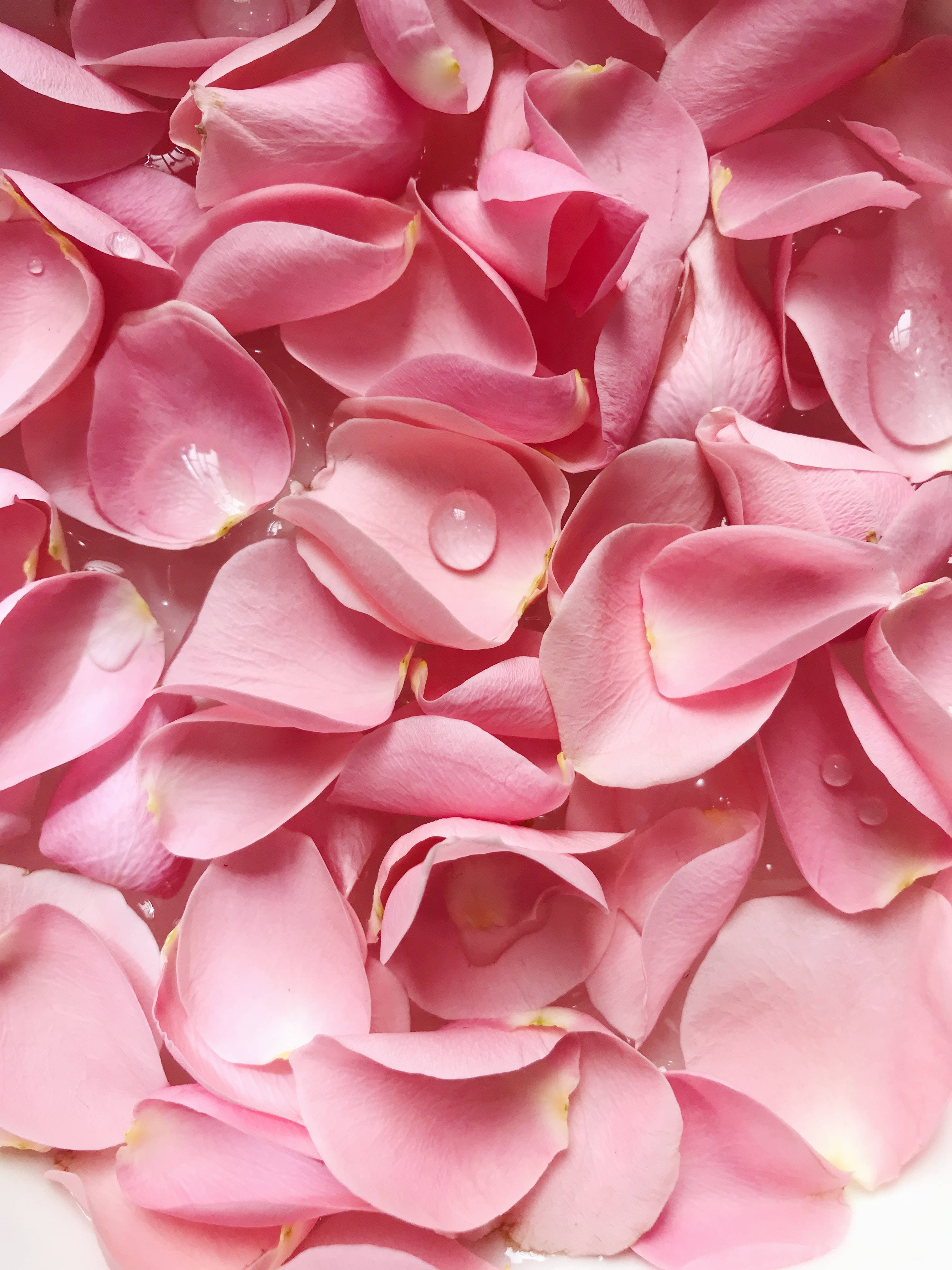 solid pastel color, pink flower petals, soft pink rose petals, 4K Phone Wallpaper