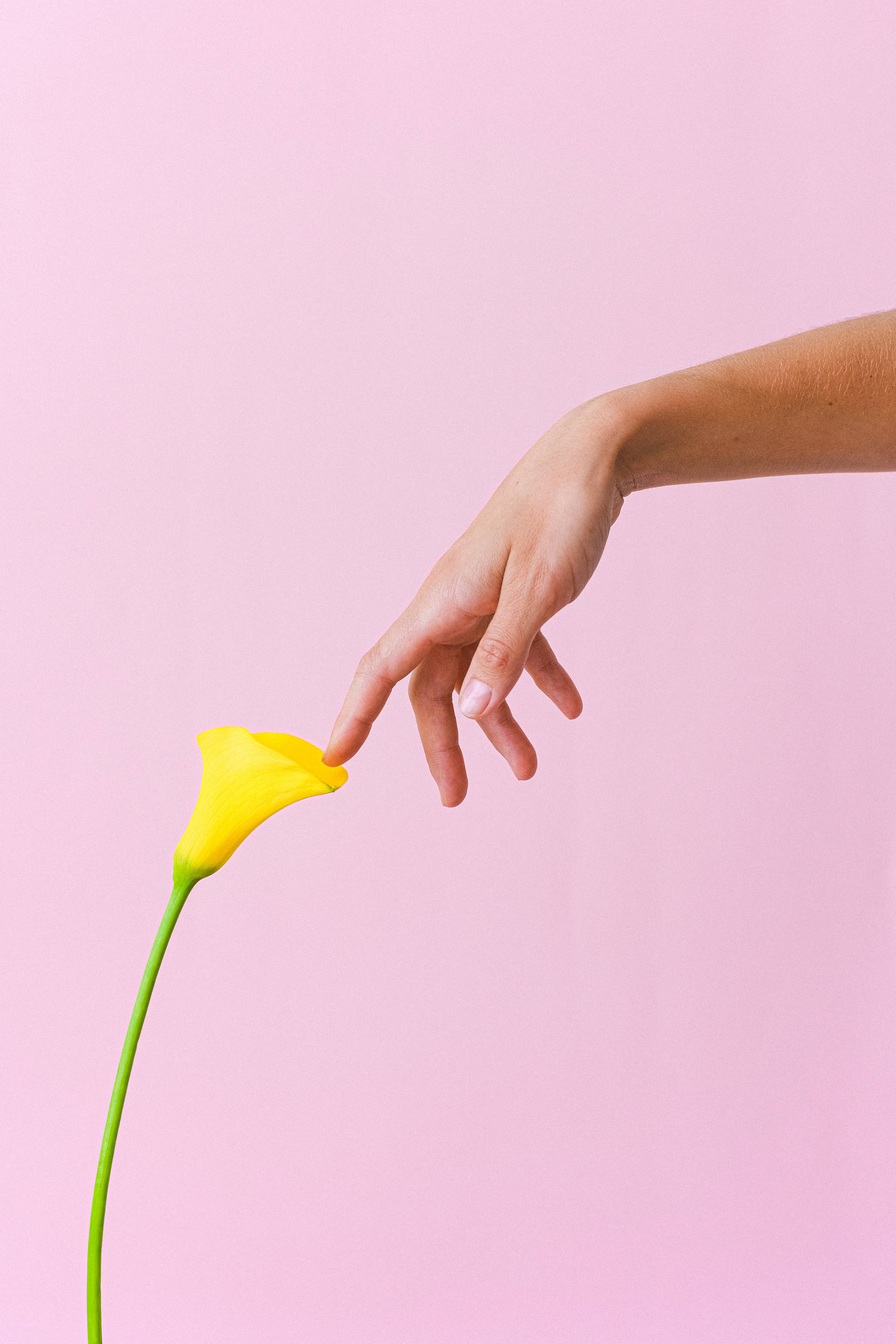Solid Pastel Color, yellow bell flower, yellow calla lily, 5K Phone Wallpaper