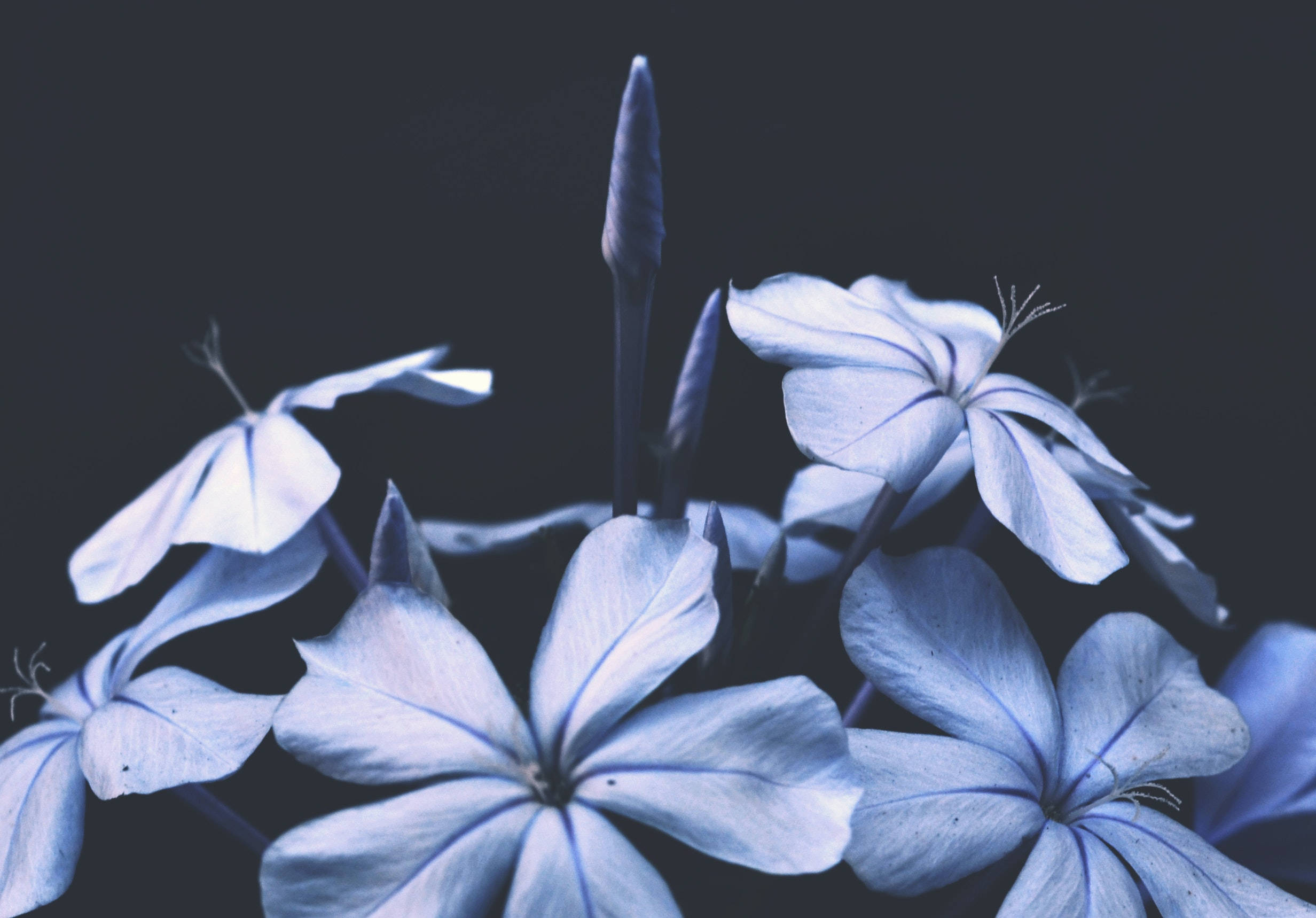 blue plumbago flowers, deep shadowed background, subtle highlights on their petals, Full HD Desktop Wallpaper