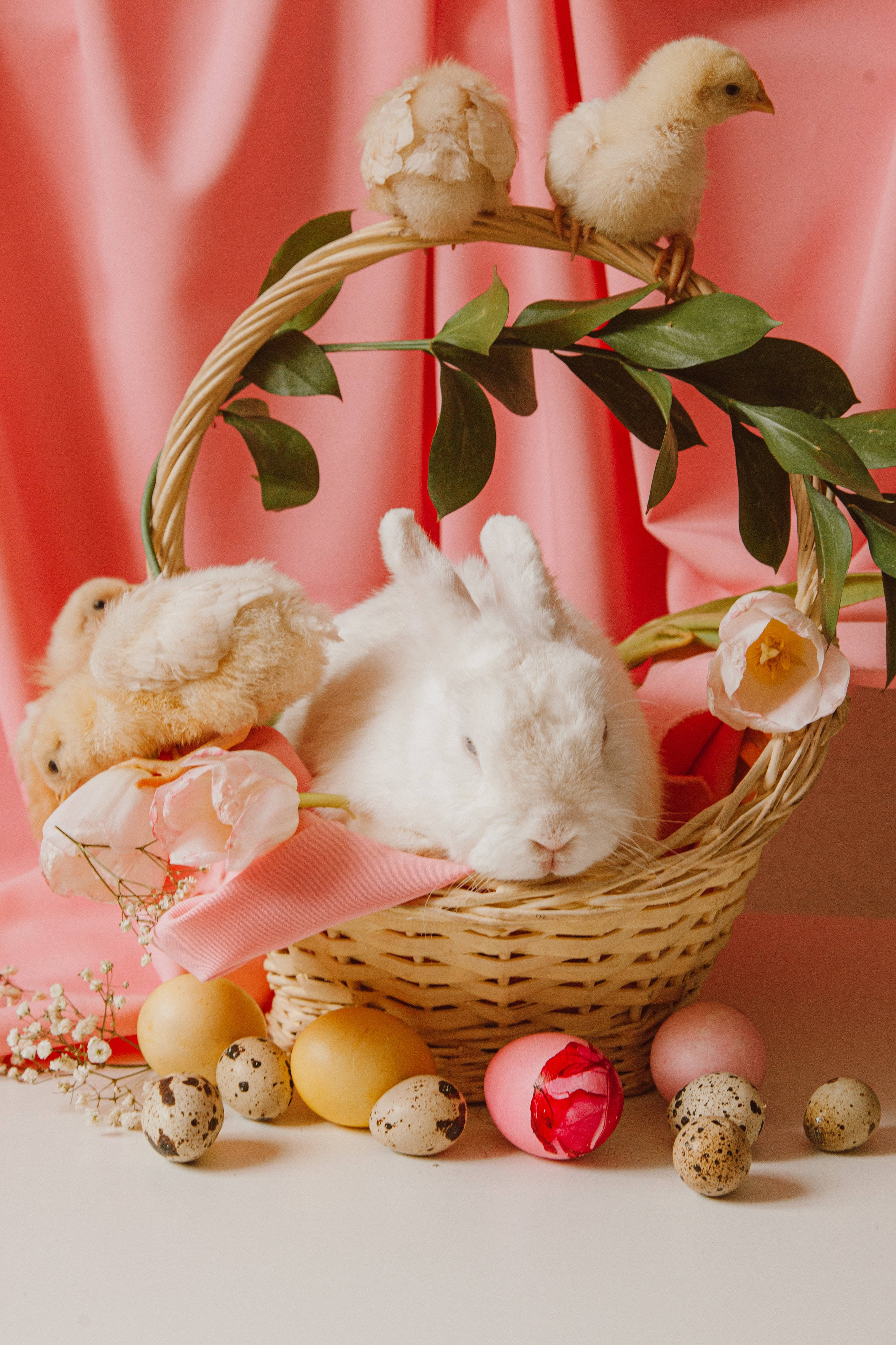 pink rabbit, chickens, wicker basket, 4K Phone Wallpaper
