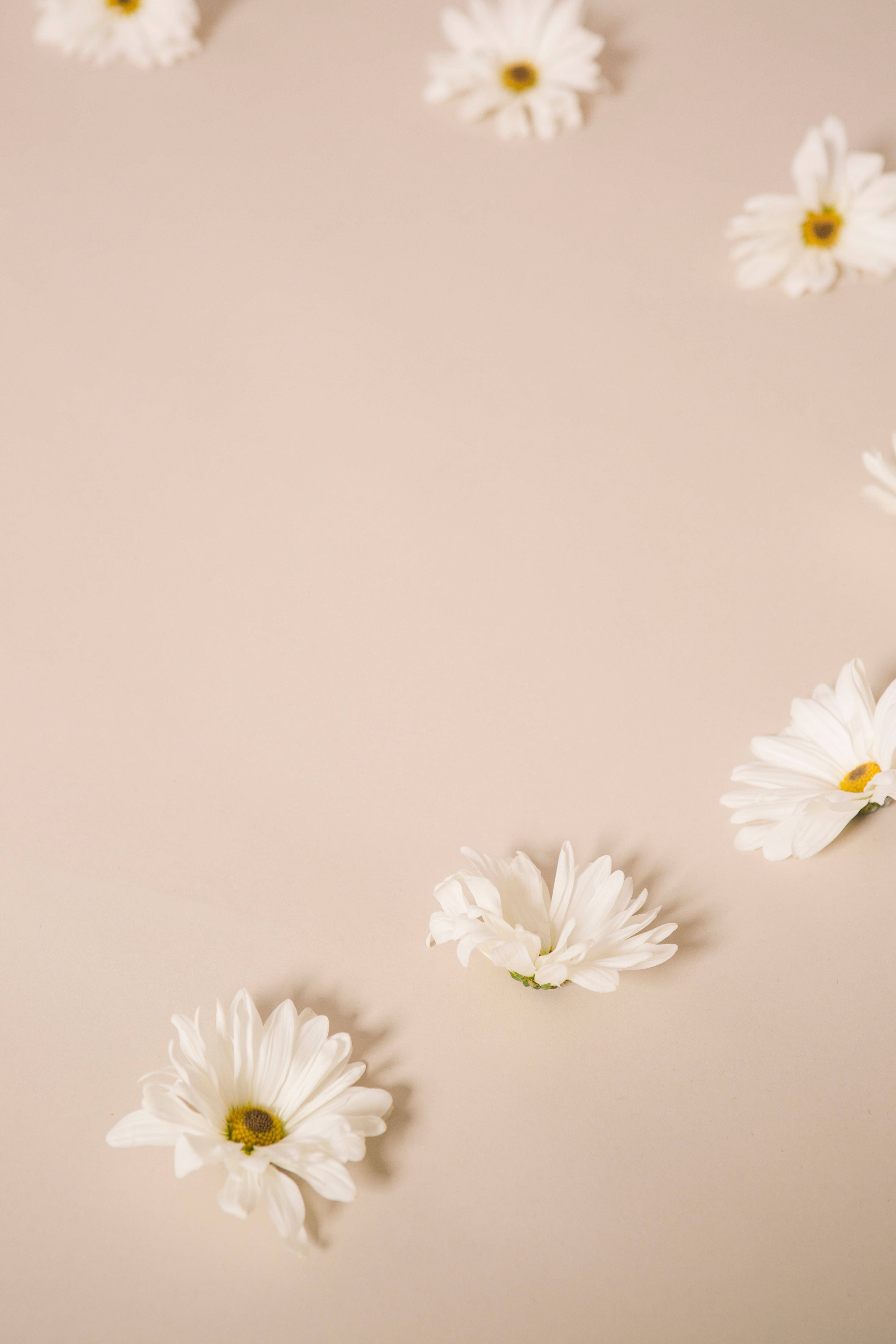Solid Pastel Color, white daisies, yellow centers, 5K Phone Wallpaper
