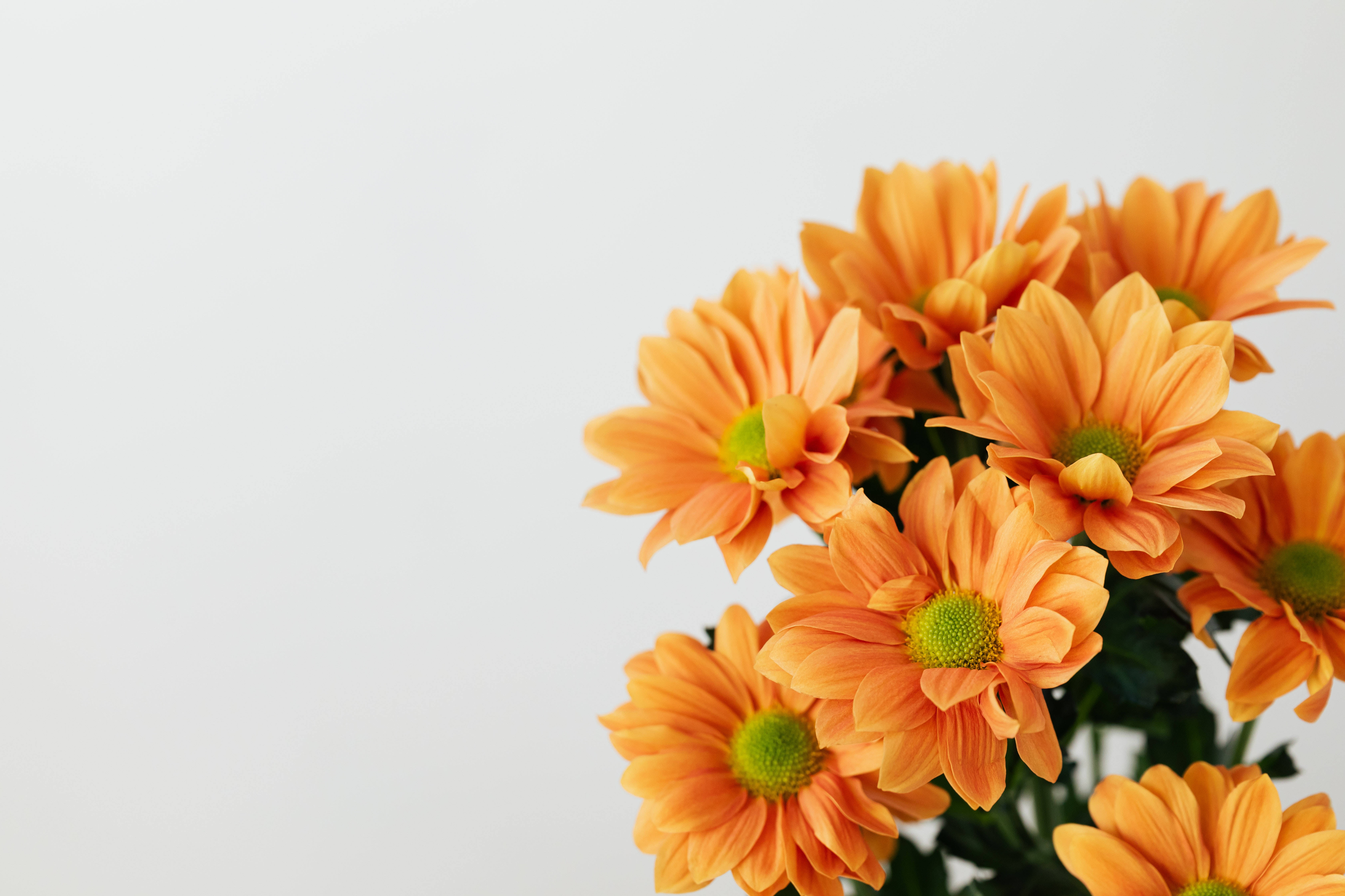 Solid Pastel Color, orange flower, vibrant orange daisies, 5K Desktop Wallpaper