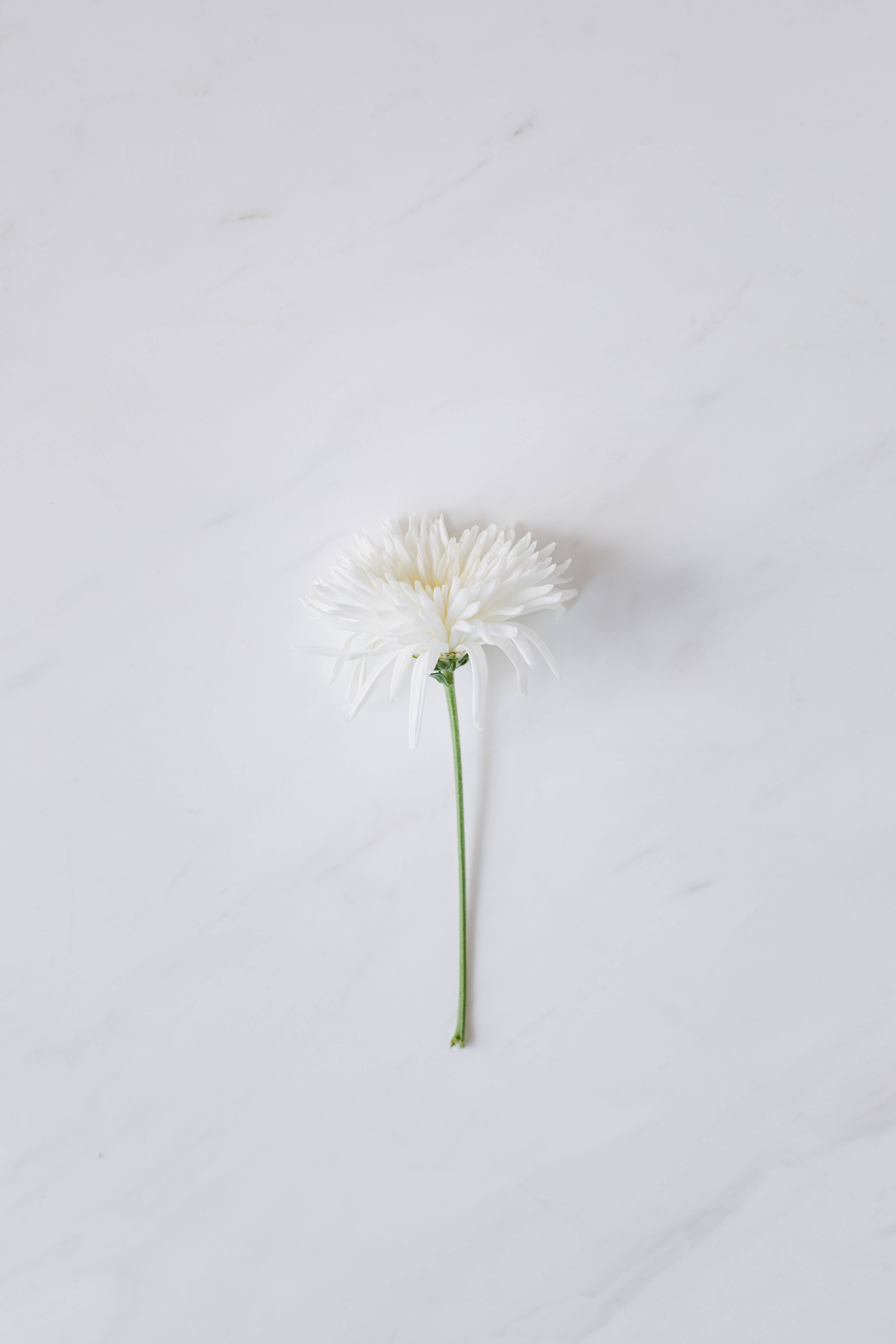Solid White, daisy flower, white daisy, 5K Phone Wallpaper
