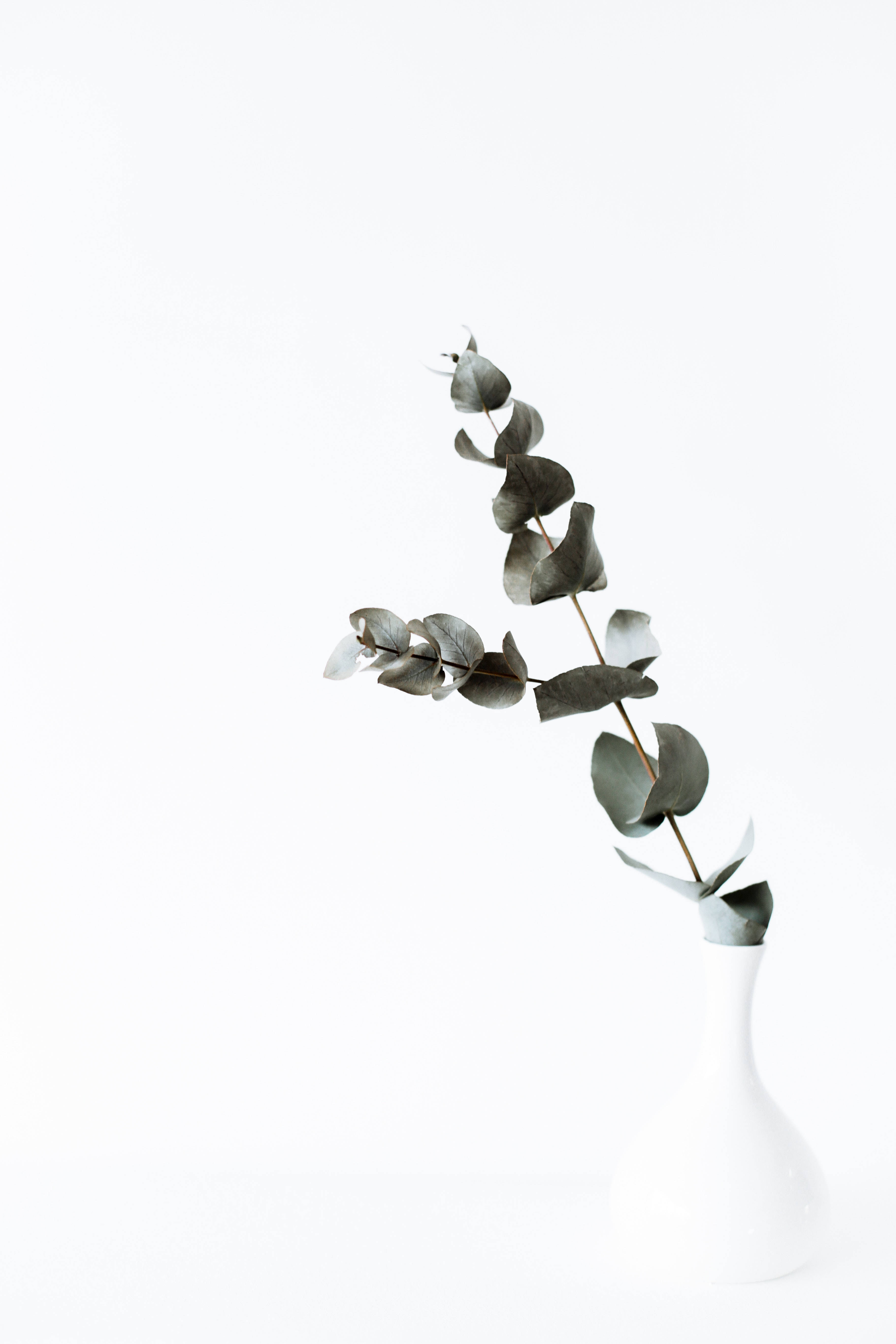 eucalyptus branch, muted green leaves, minimalist white vase, 5K Phone Wallpaper