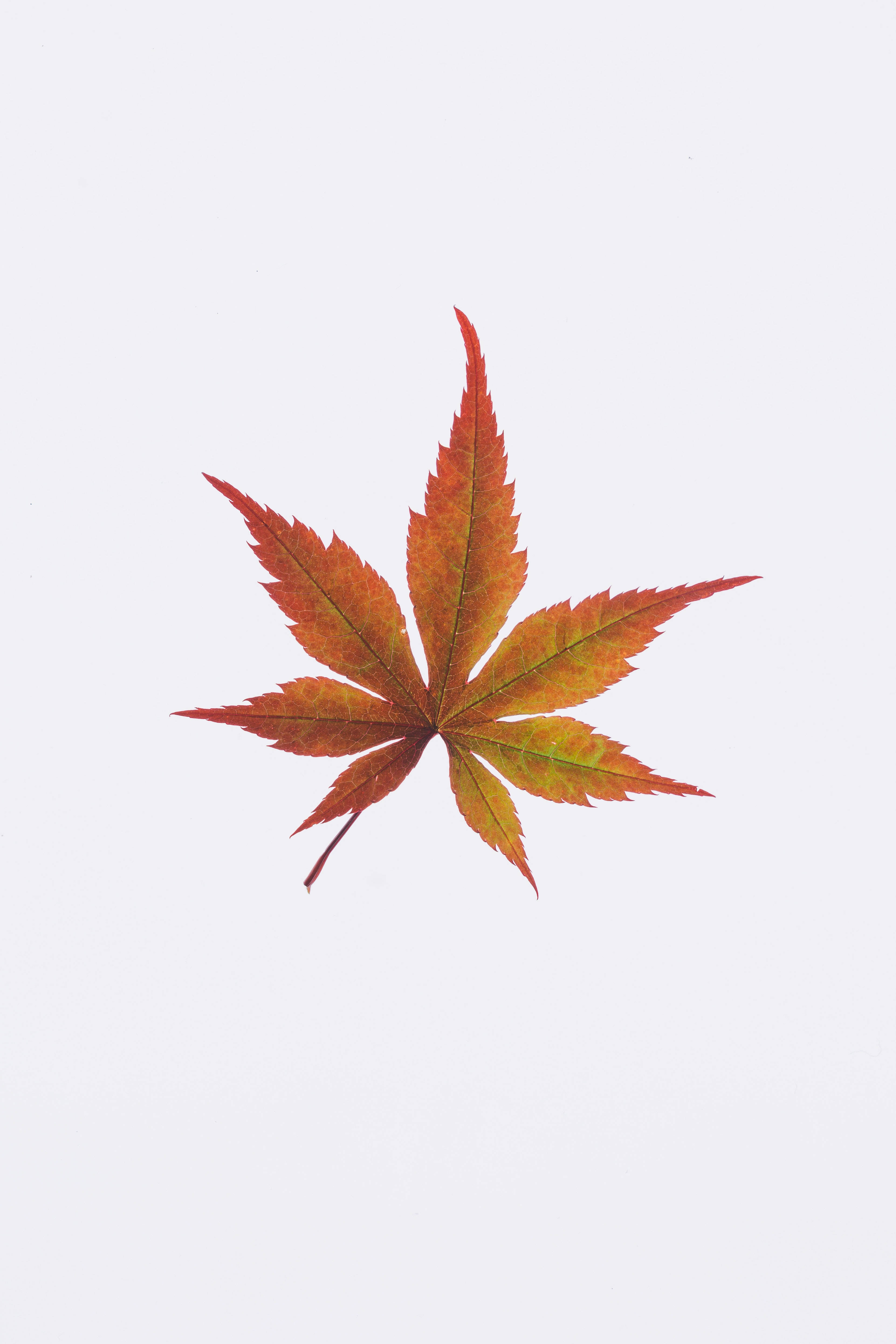 pristine white texture, autumn maple leaf, red orange, 4K Phone Wallpaper