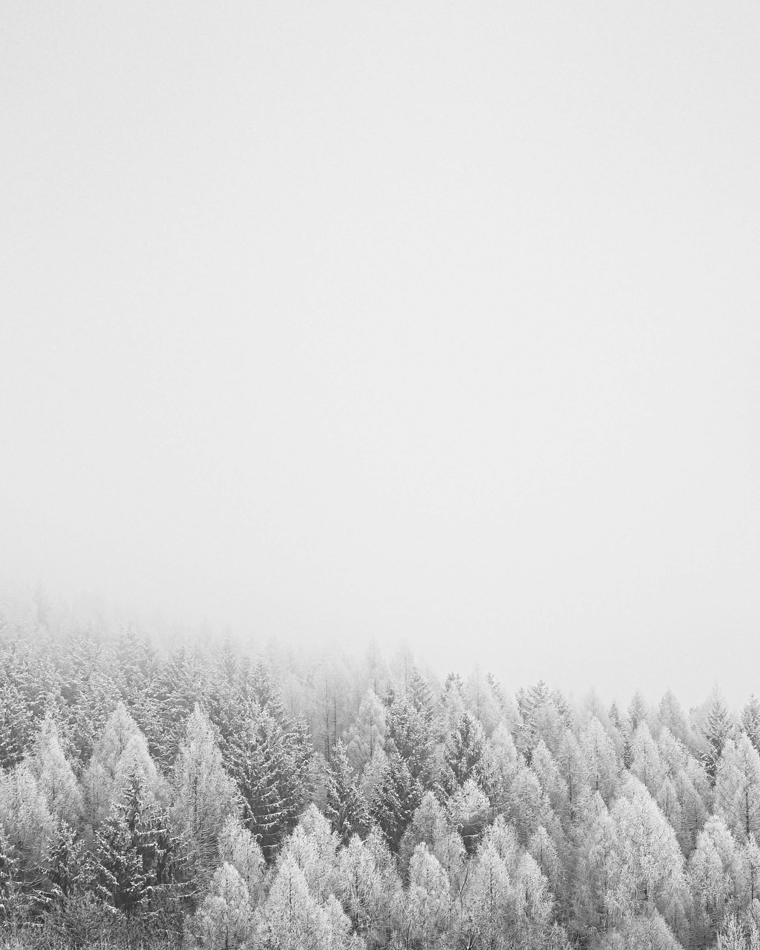 treetops, solid white, winter forest, 2K Phone Wallpaper
