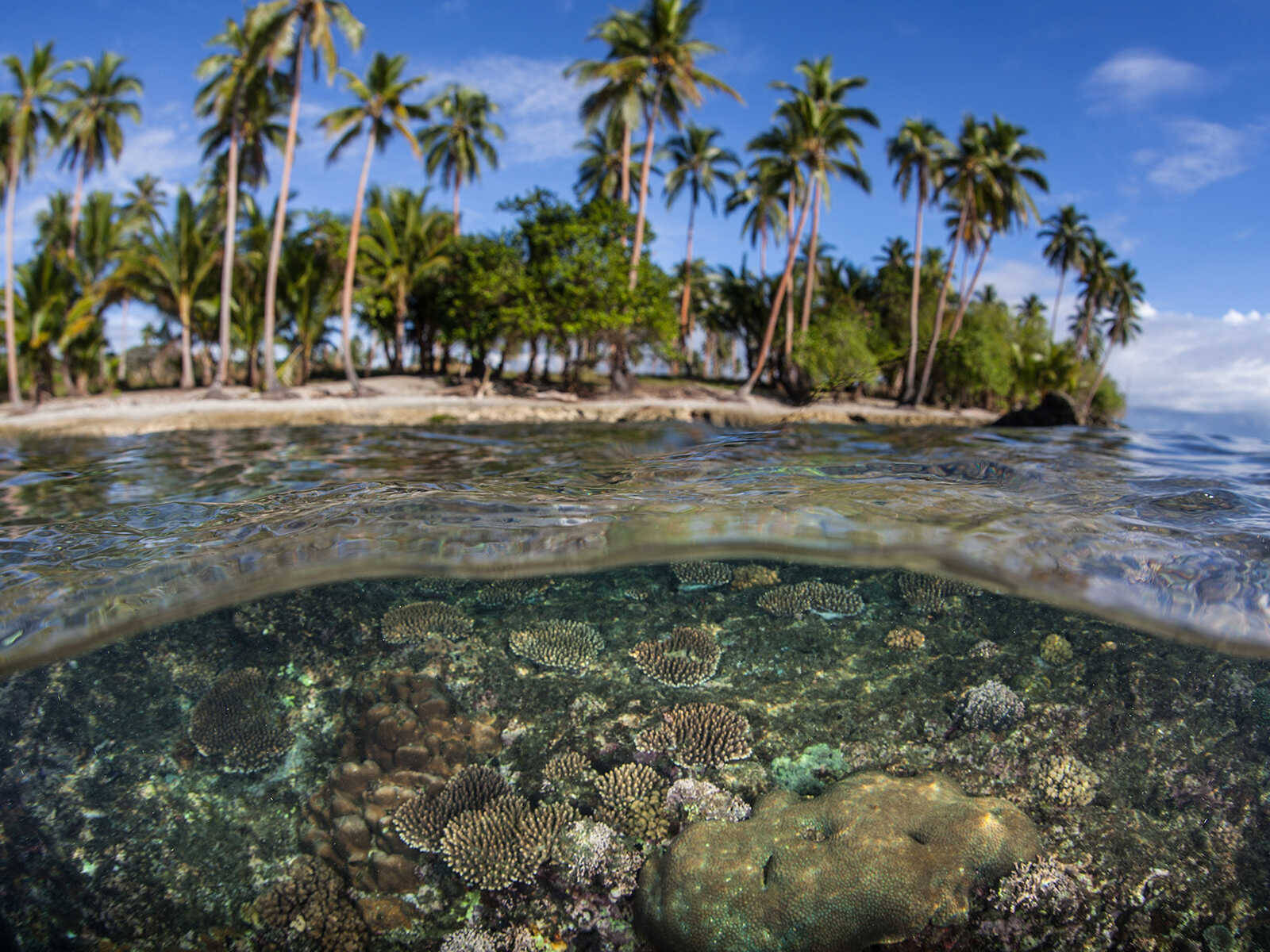 Solomon Islands, sea urchins, coral reef, HD Desktop Wallpaper