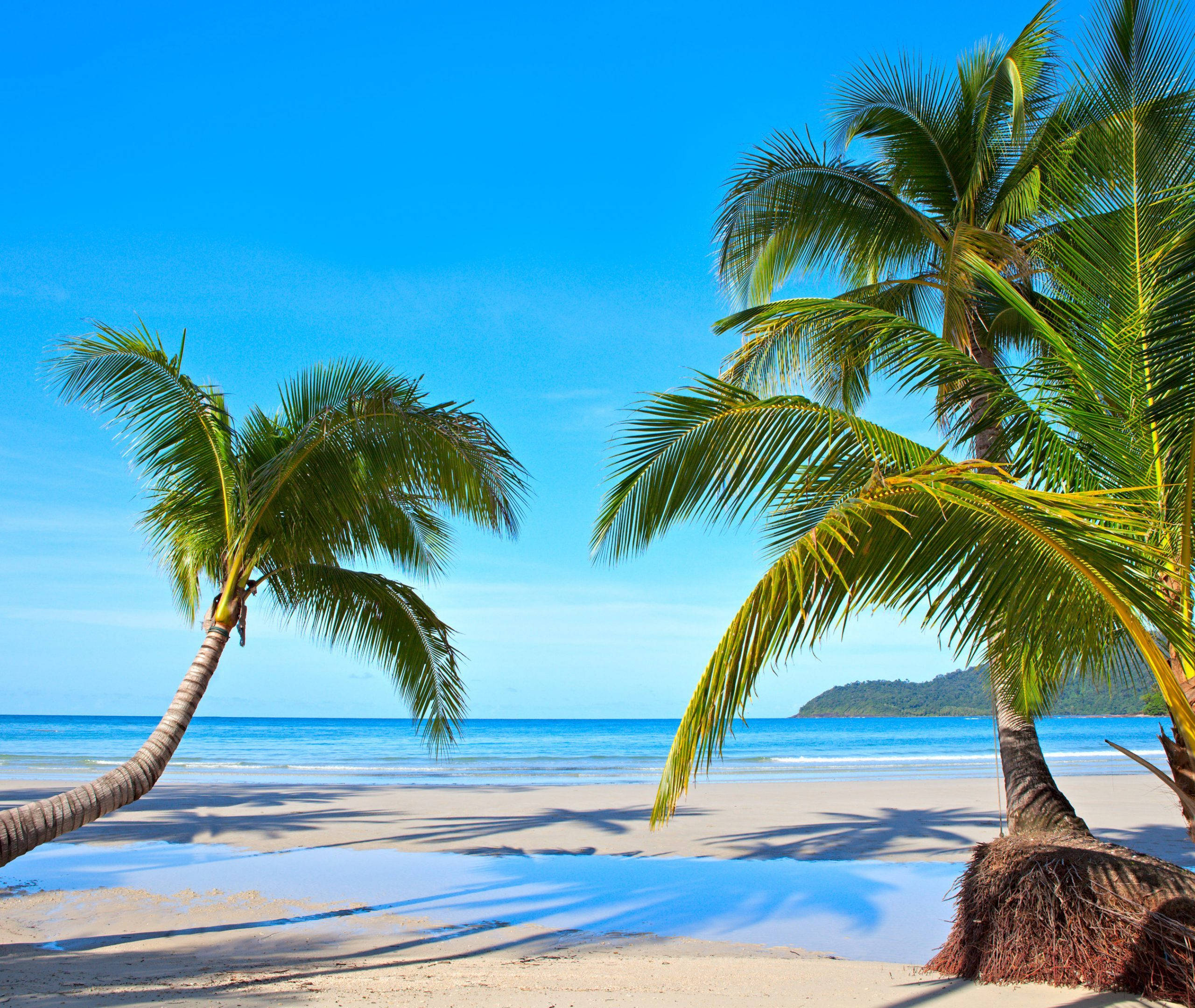 Solomon Islands, tropical beach, leaning palm trees, 2K Desktop Wallpaper