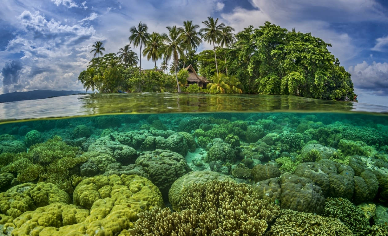 Solomon Islands, tropical island, palm trees, SD Desktop Wallpaper