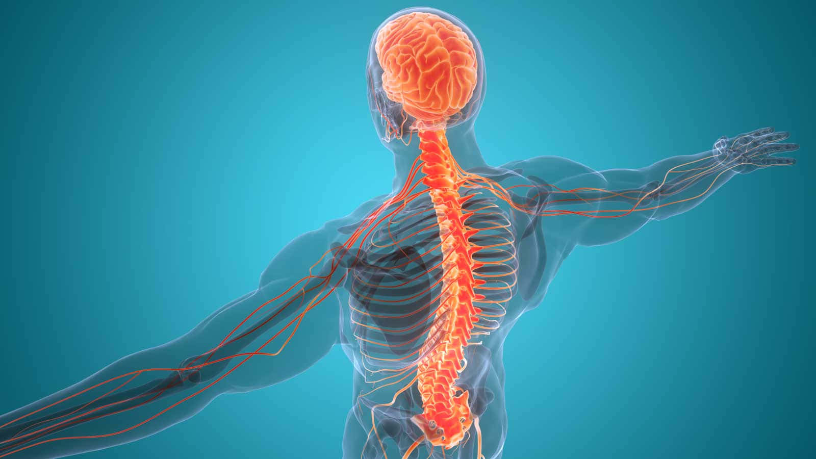 Somatic Nervous System, translucent human figure, glowing orange nervous system, HD Desktop Wallpaper