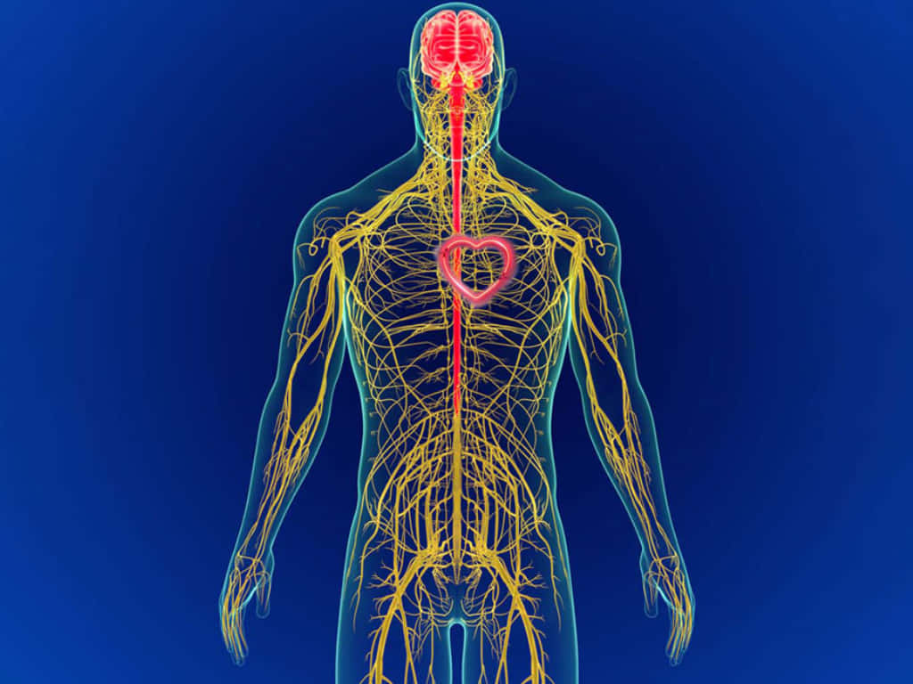 somatic nervous system, glowing yellow, brain, SD Desktop Wallpaper